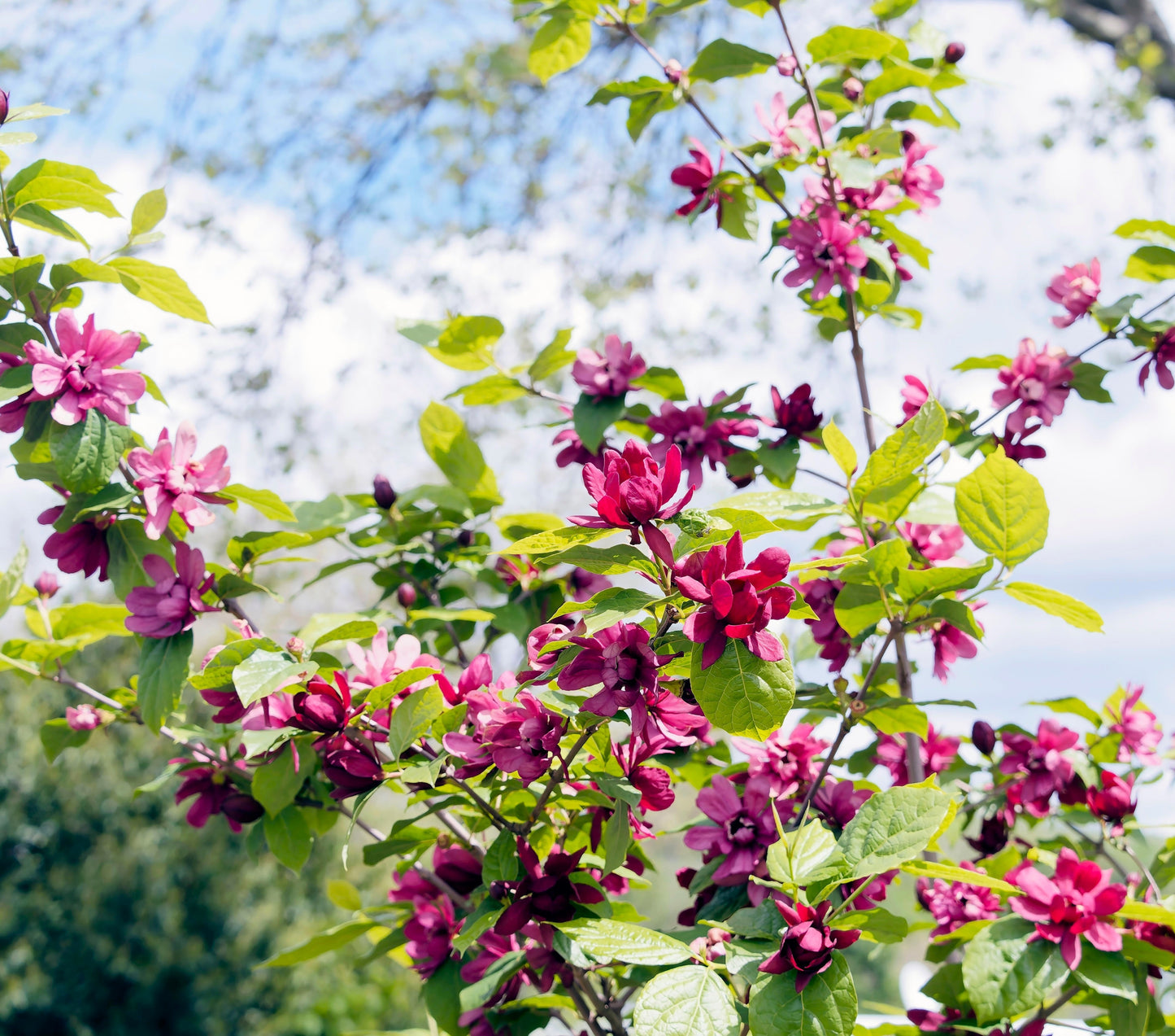 10 SWEETSHRUB Carolina Allspice Fragrant Calycanthus Floridus Shrub Flower Seeds