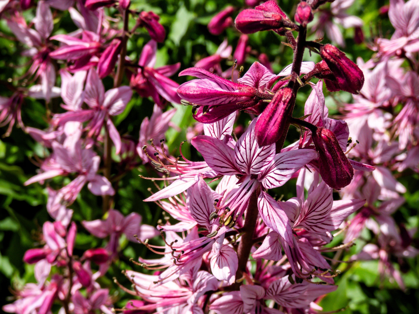 10 GAS PLANT MIX Dictamnus Albus Mixed Colors White Red Pink Lilac Flower Seeds