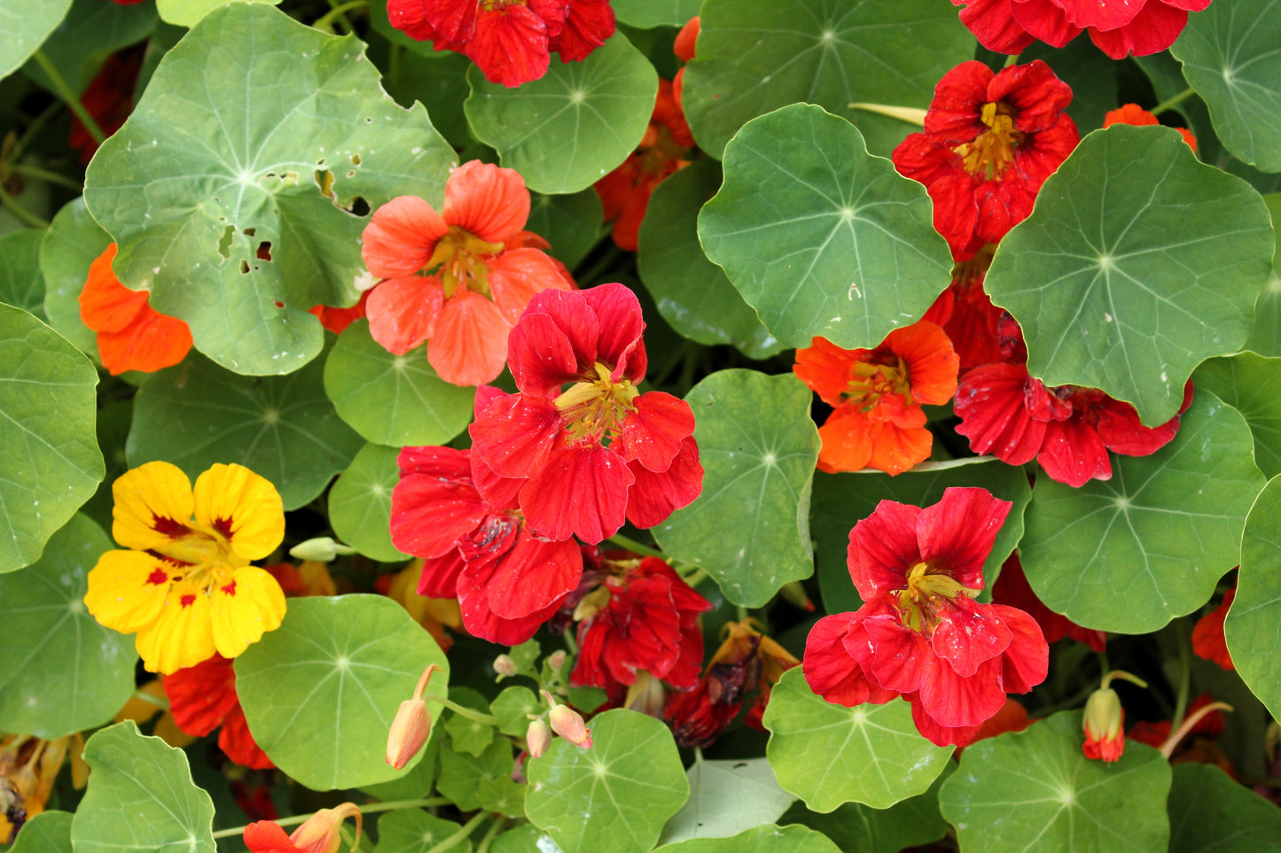 50 Mixed Colors DWARF JEWEL NASTURTIUM Tropaeolum Minus Flower Seeds