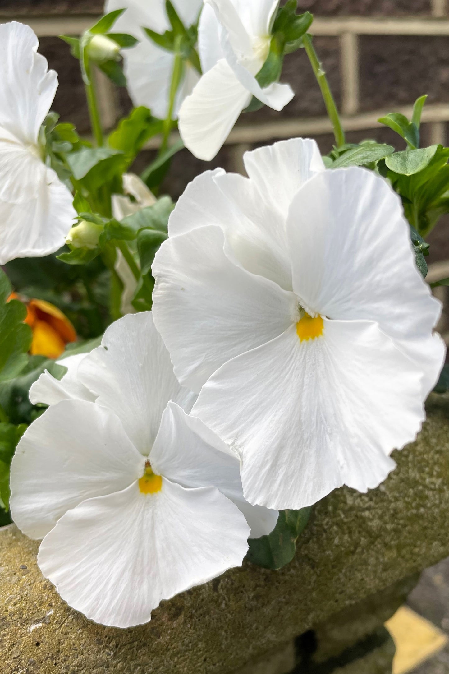 50 WHITE PANSY Clear Crystals Violet Viola Wittrockiana Flower Seeds