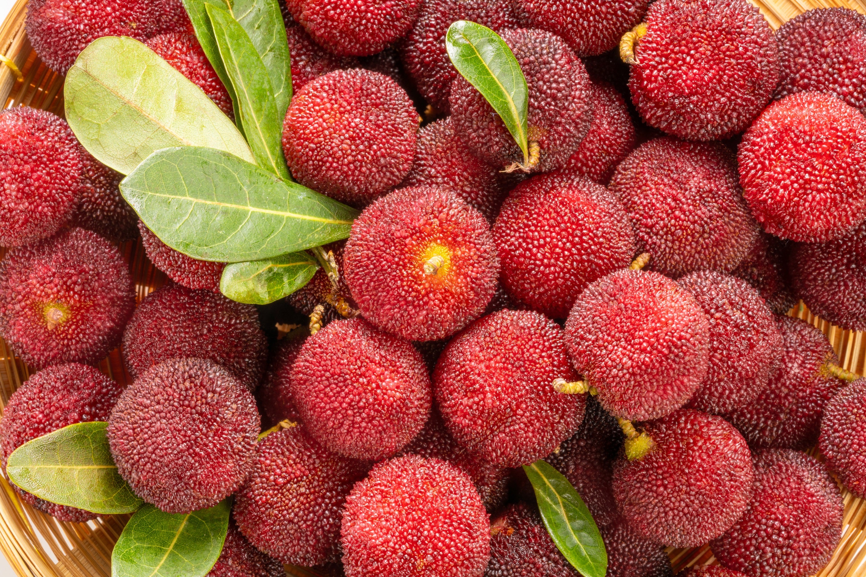 Seedville Strawberry Tree Seeds