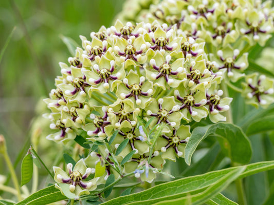20 Green SPIDER MILKWEED Asclepias Viridis White Purple Monarch Flower Seeds