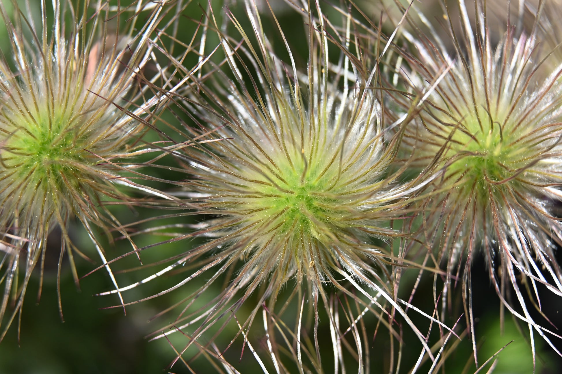 pasque flower seed 10 RED ANEMONE Pulsatilla Vulgaris PASQUE Flower Seeds – Seedville USA