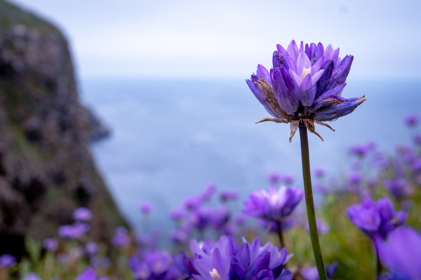 30 WILD BLUE HYACINTH Dichelostemma Blue Dicks Purplehead Brodiaea Brodiea Native Hummingbird Flower Seeds