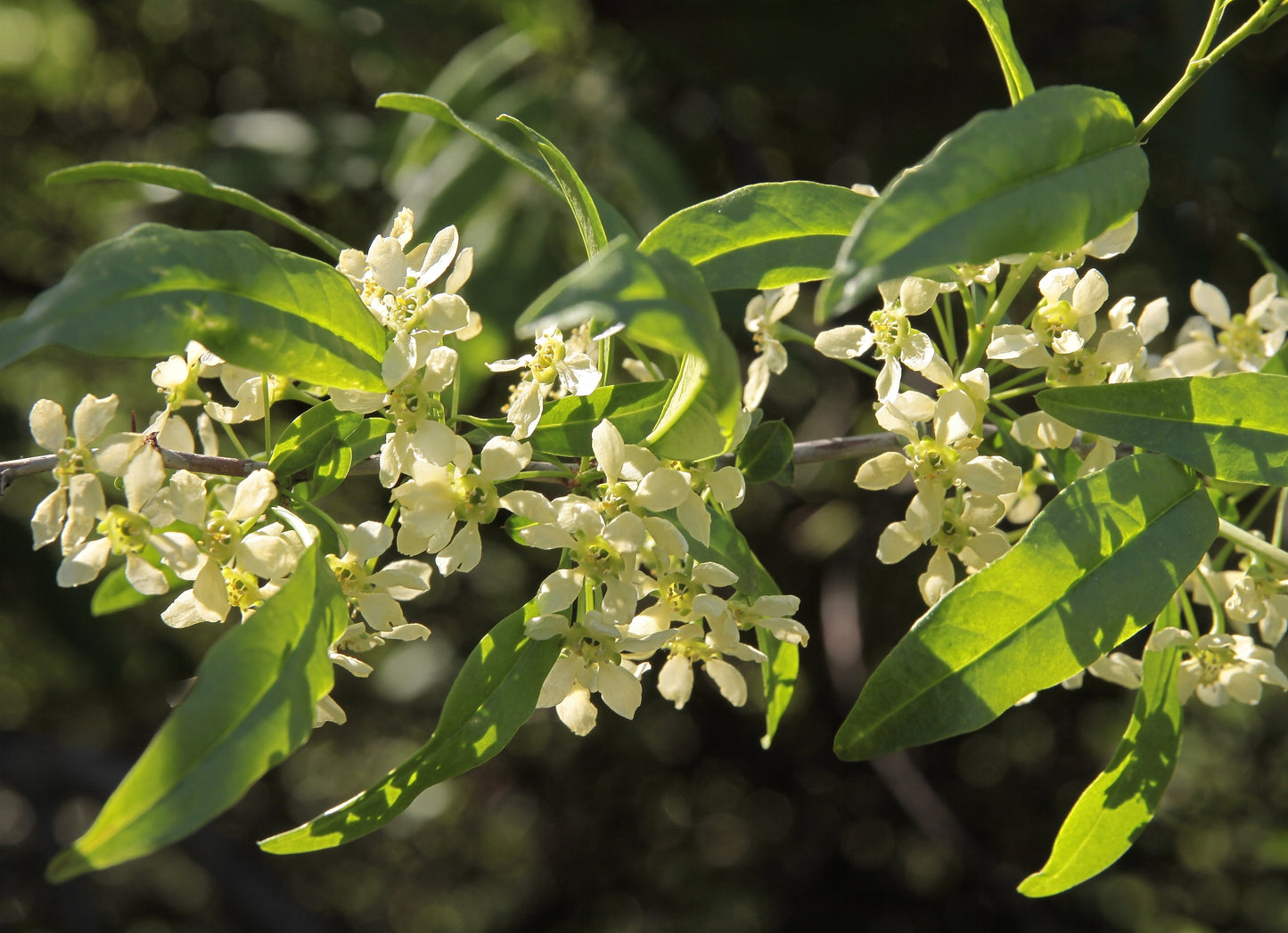 5 CHERRY PRINSEPIA Chinese Sinensis Edible Red Fruit Tree Shrub Flower Seeds