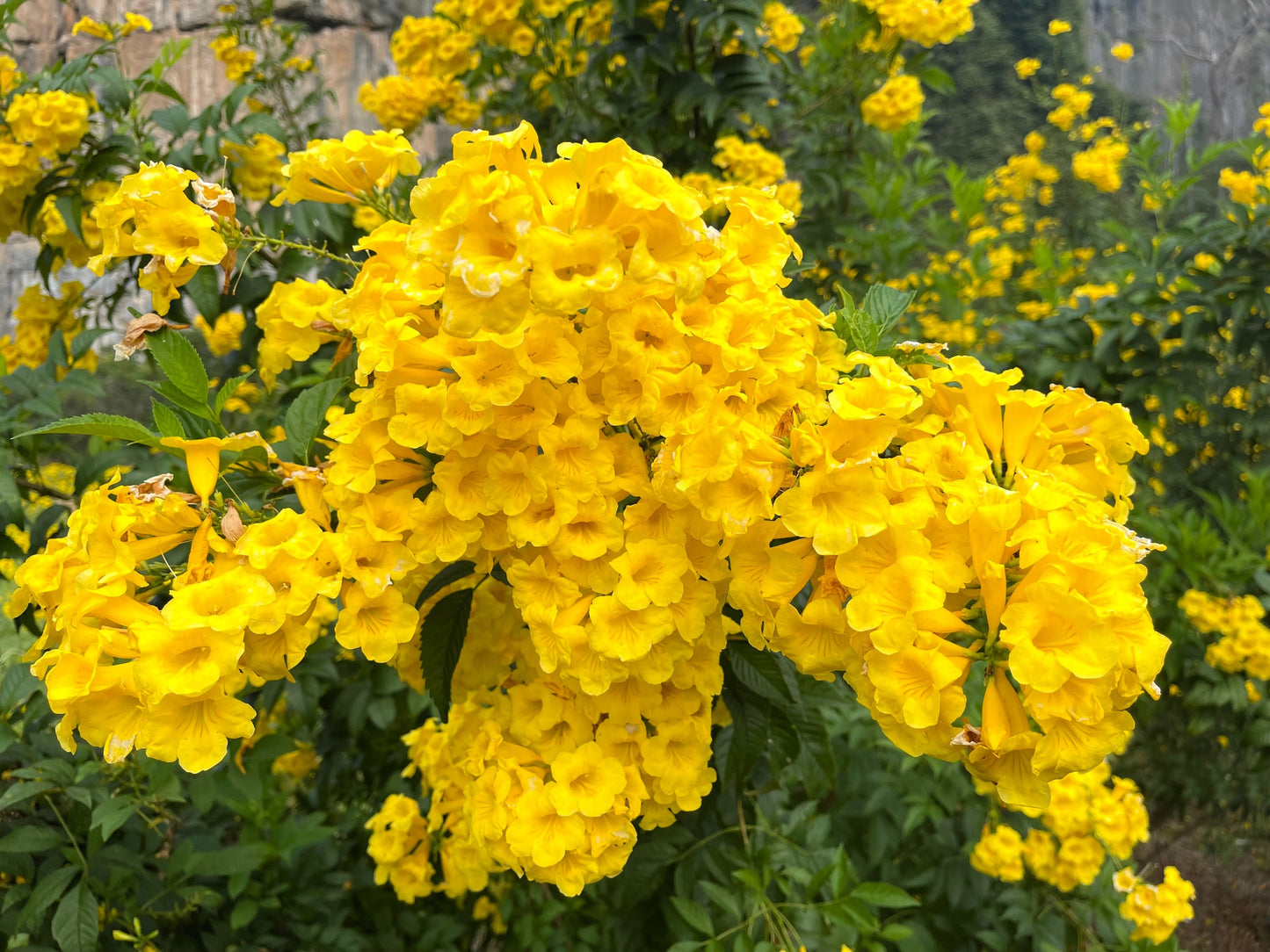 yellow bell flower seeds 10 TECOMA STANS (Yellow Trumpetbush / Yellow Bells / Yellow Elder / Esperanza) Flower Shrub Bush Seeds