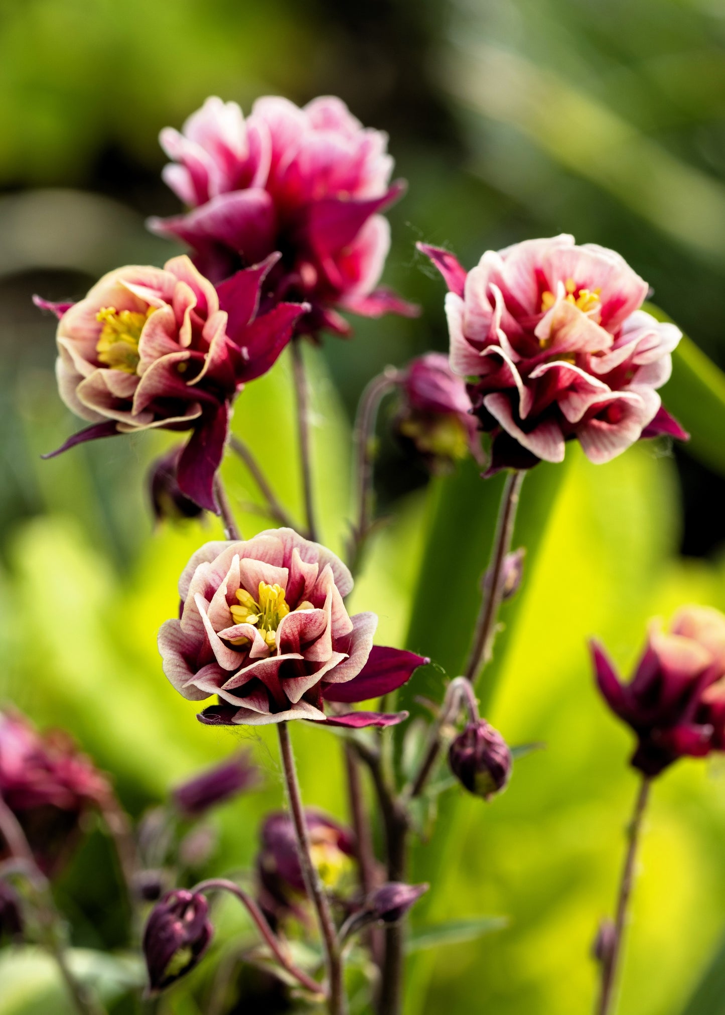 50 Double WINKY ROSE & White COLUMBINE Aquilegia Vulgaris Flower Seeds