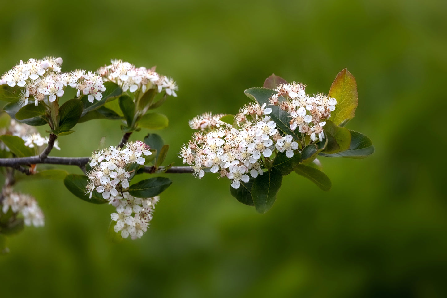 30 PURPLE CHOKEBERRY Aronia Prunifolia White Flower Fruit Shrub Seeds