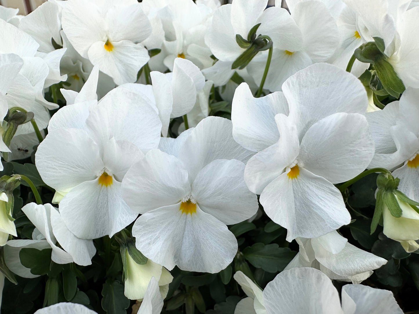 50 WHITE PANSY Clear Crystals Violet Viola Wittrockiana Flower Seeds