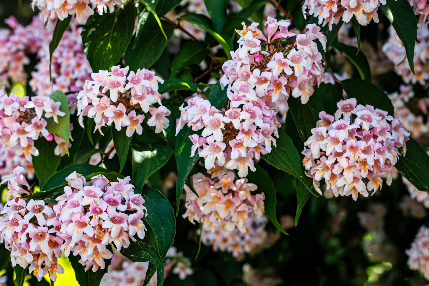 10 BEAUTY BUSH SHRUB Beautybush Kolkwitzia Amabilis Pink & White Flower Red Berry Seeds