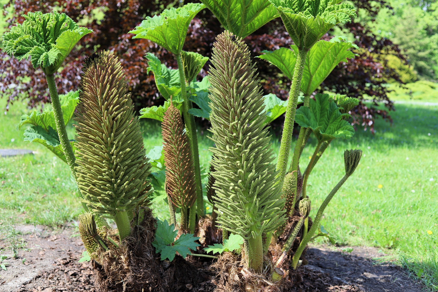 10 GUNNERA MANICATA 6' Leaves! Giant Rhubarb Dinosaur Plant Moist Shade Red Flower Seeds