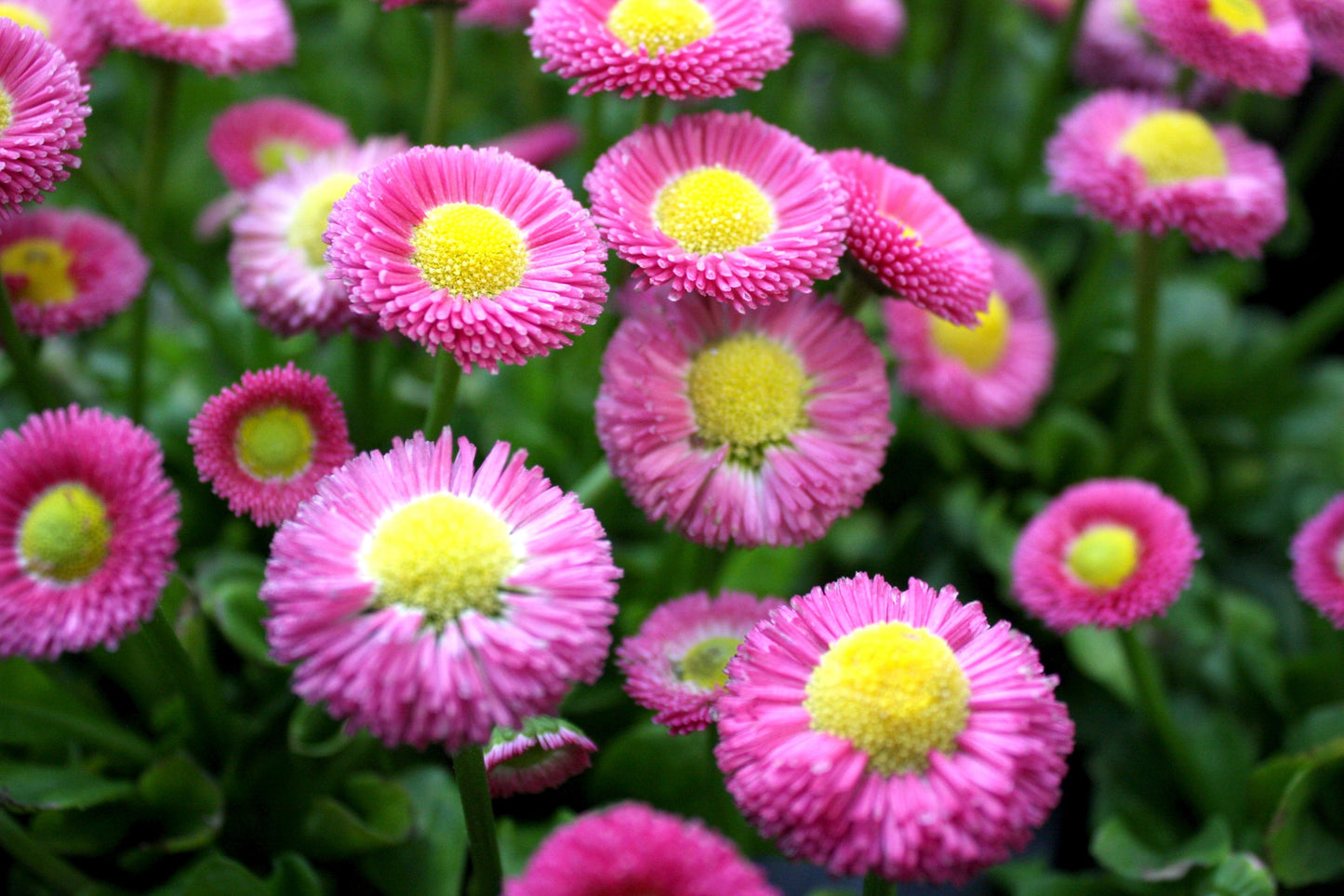 100 PINK ENGLISH DAISY Bellis Perennis Tasso Pink Double Flower Seeds