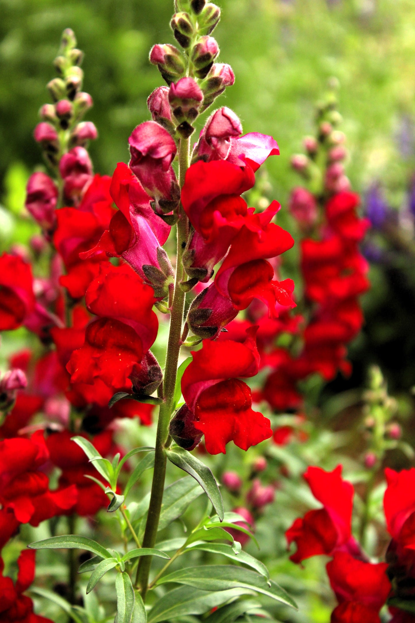 250 RUBY RED SNAPDRAGON Antirrhinum Majus Flower Seeds