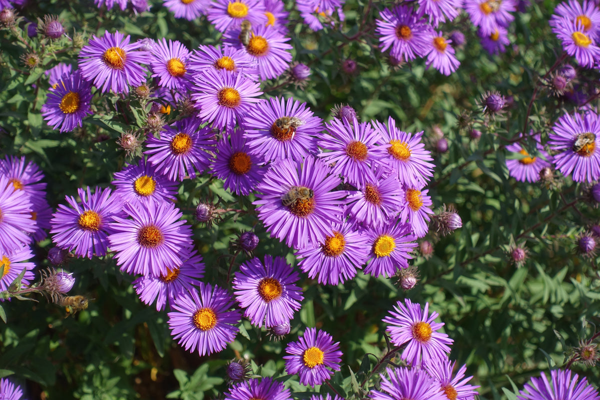 100 Purple NEW ENGLAND ASTER (Michaelmas Daisy) Aster Novae var Angliae Flower Seeds