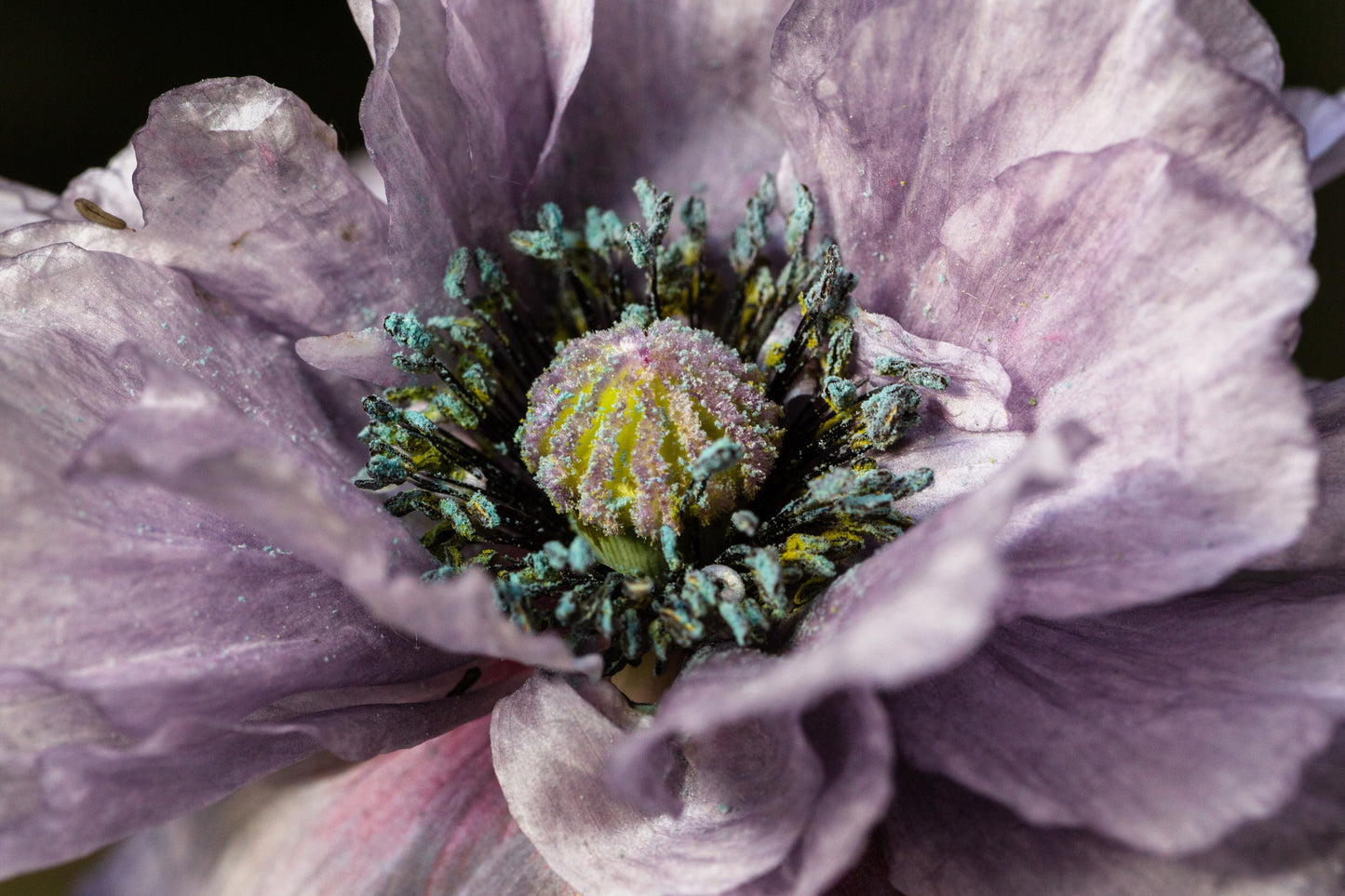 50 Organic AMAZING GREY POPPY Papaver Rhoeas Silvery Gray Flower Seeds