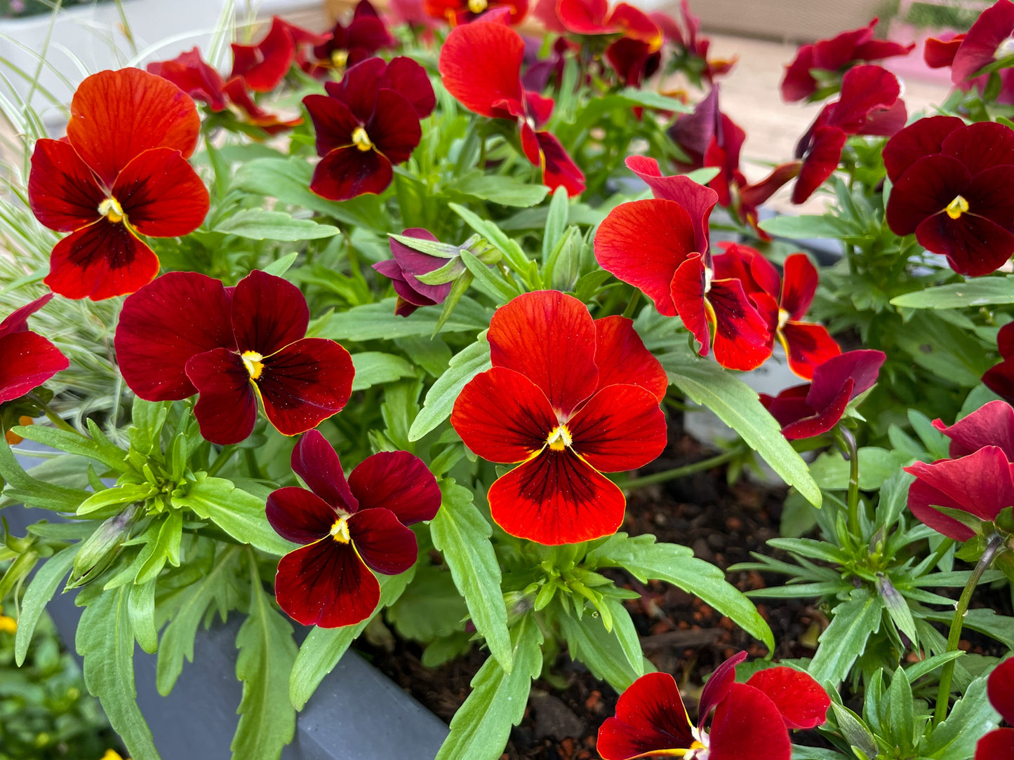 50 RED & BROWN PANSY Swiss Giant Violet Viola Wittrockiana Flower Seeds