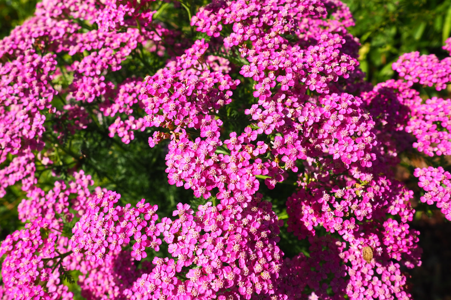 250 PINK Cerise QUEEN YARROW Achillea Millefolium Flower Seeds