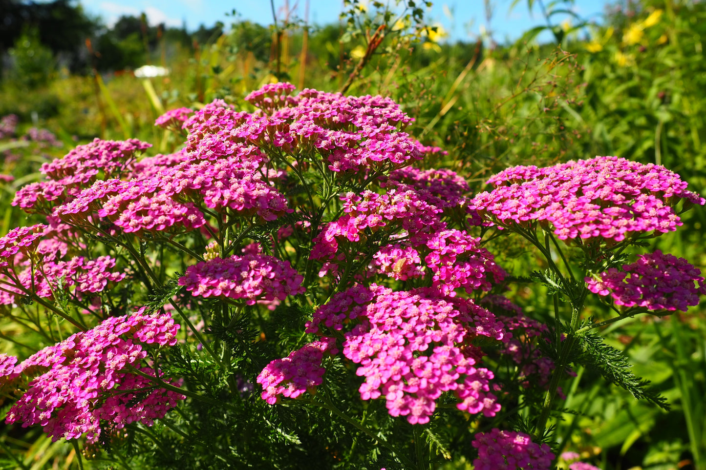 250 PINK Cerise QUEEN YARROW Achillea Millefolium Flower Seeds