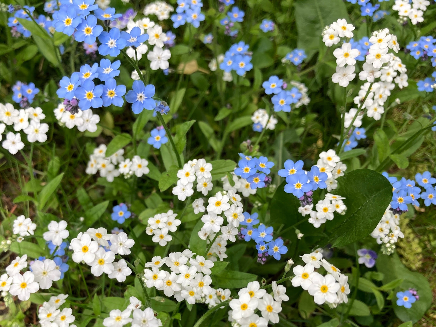 100 Victoria WHITE FORGET Me NOT Myosotis Alpestris Shade or Sun Flower Seeds