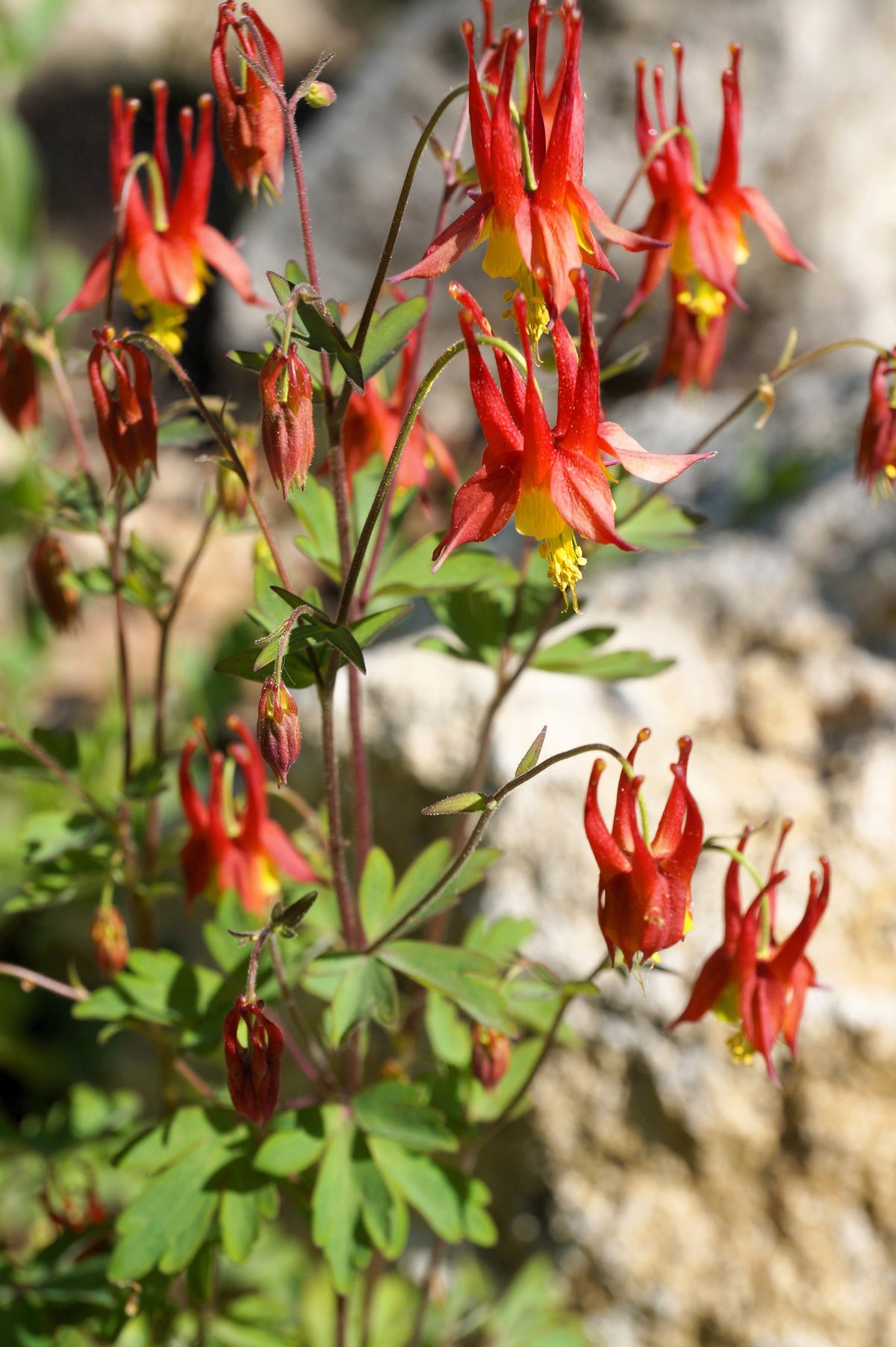 100 WILD / CANADIAN COLUMBINE Aquilegia Canadensis Red & Yellow Native Sun or Shade Flower Seeds