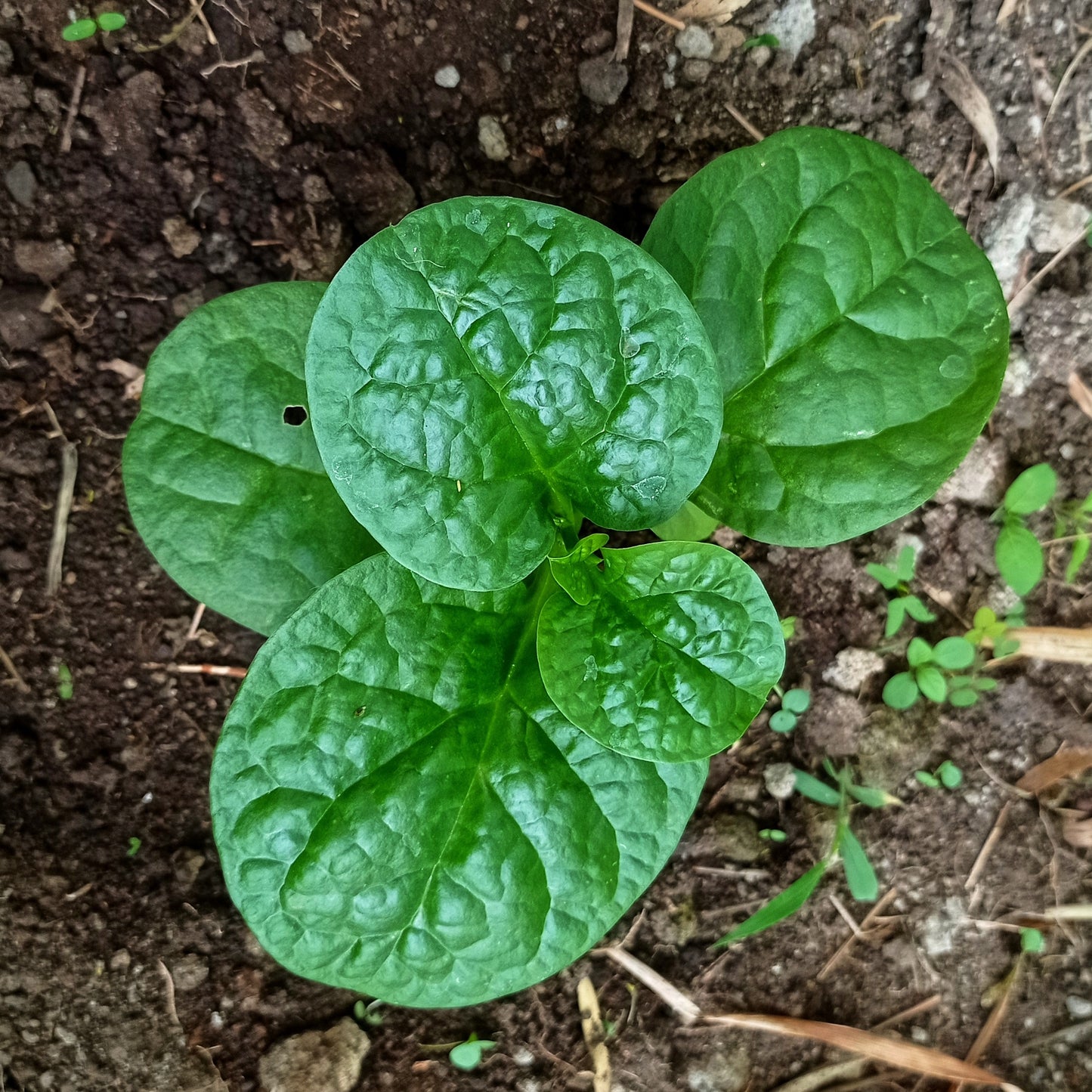 50 BIG ROUND LEAF MALABAR SPINACH Vine Ceylon Basella Alba Vegetable Seeds