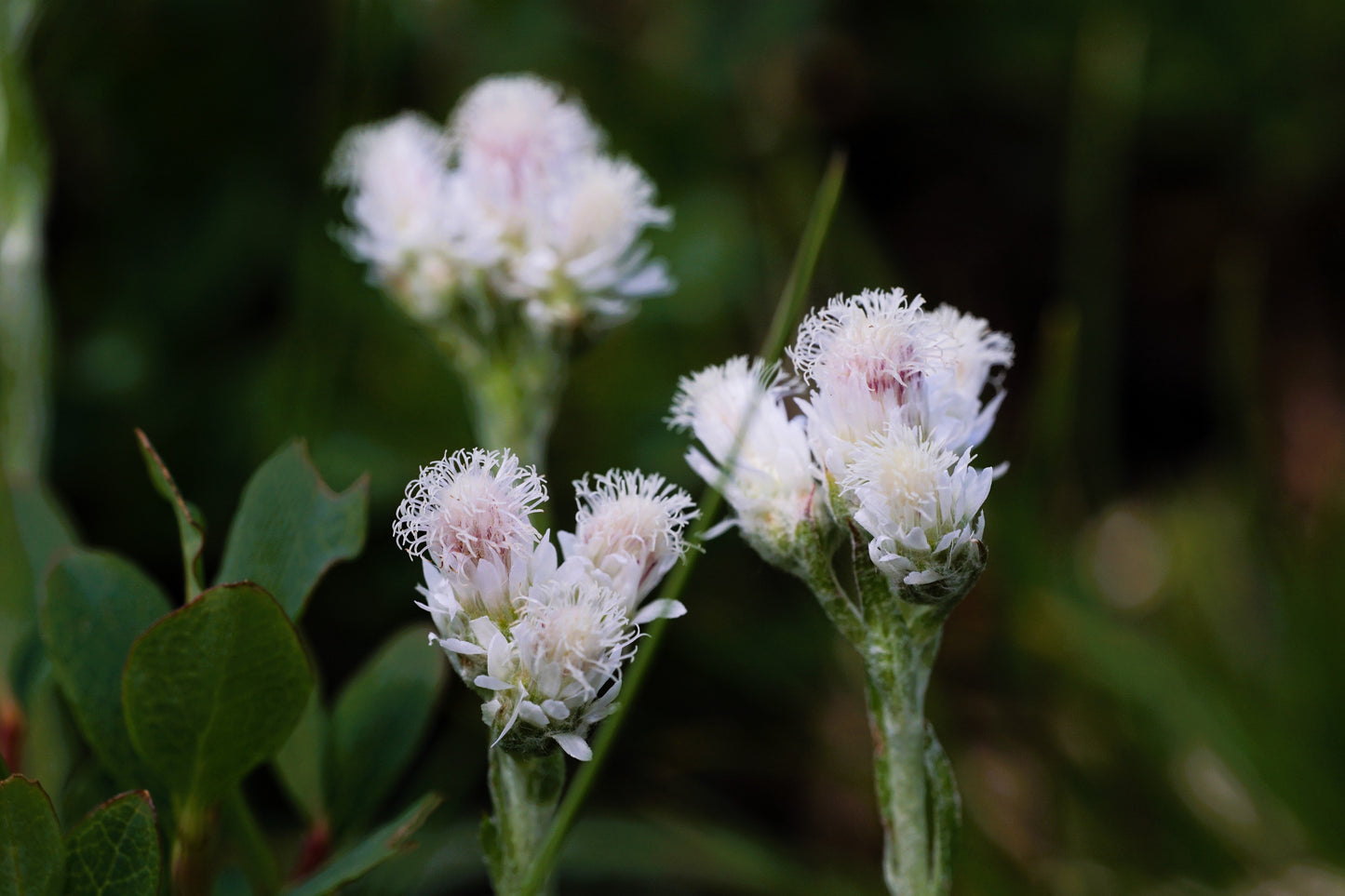 150 White PUSSYTOES Cats Paws Antennaria Flower Seeds