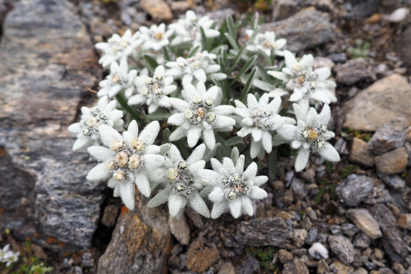 50 EDELWEISS Leontopodium Alpinum White Flower Seeds