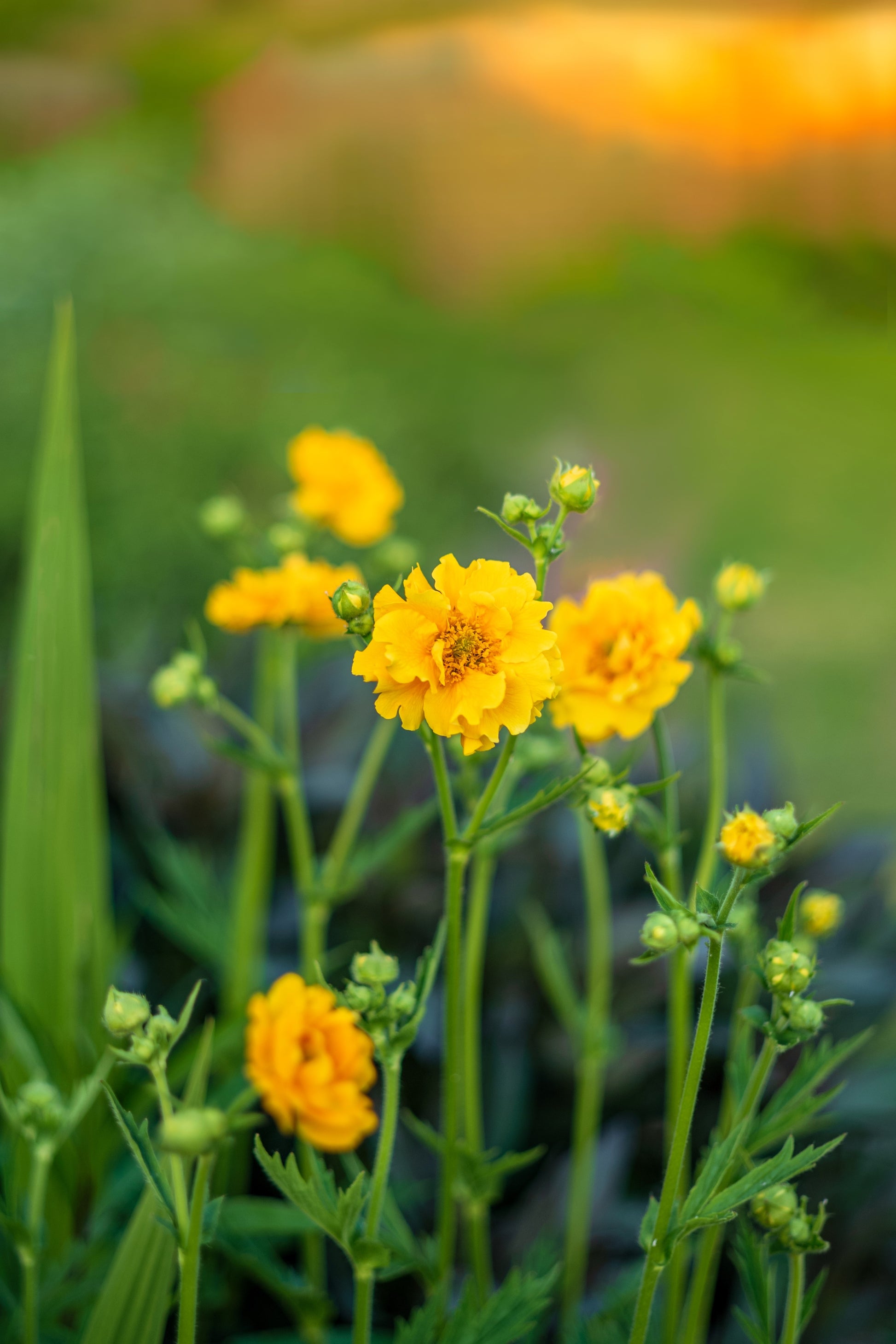 geum flower seeds 10 Yellow Lady Stratheden GEUM Chiloense Flower Seeds