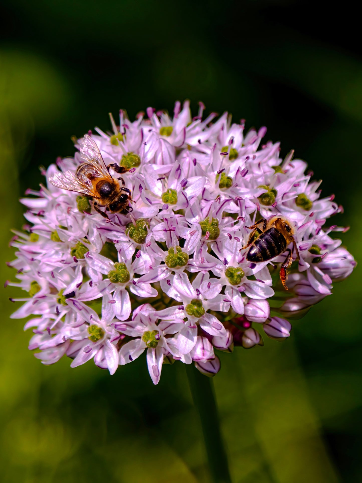 100 PRAIRIE ALLIUM Stellatum Prairie Onion Pink Flower Seeds