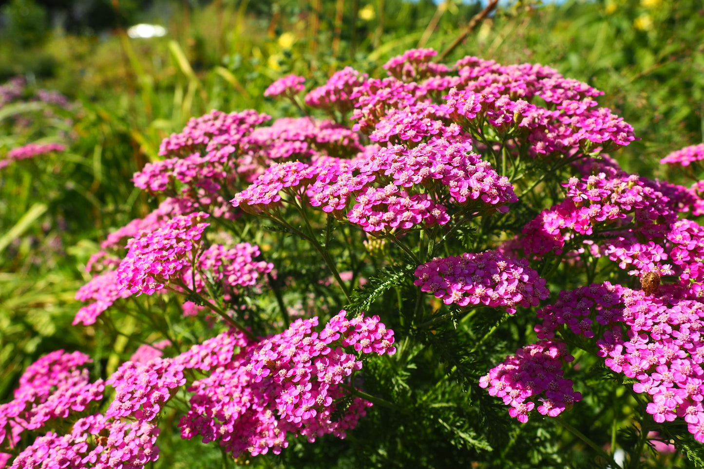 250 PINK Cerise QUEEN YARROW Achillea Millefolium Flower Seeds