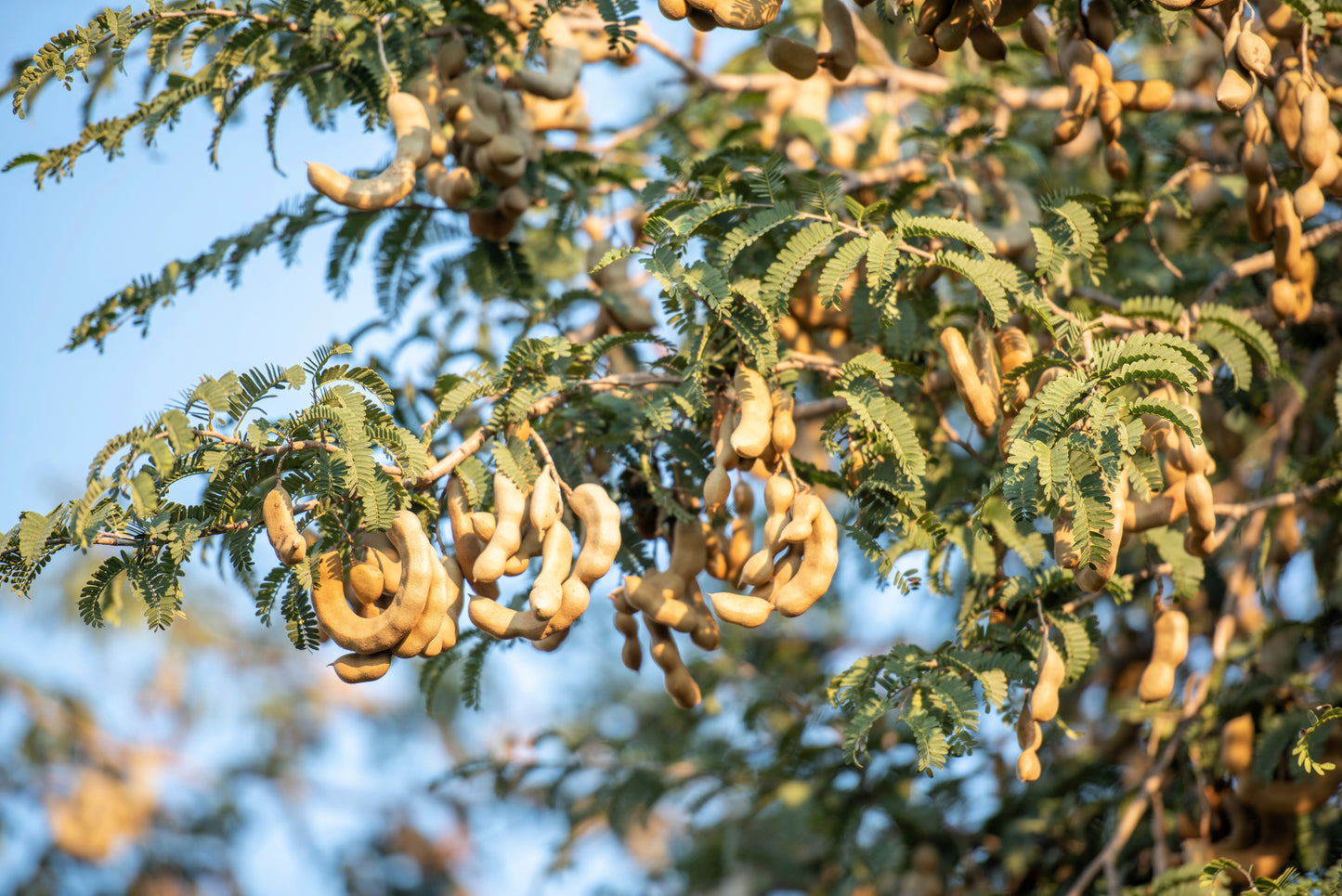 5 TAMARIND FRUIT TREE Tamarindus Indica Bean Pod Legume Seeds