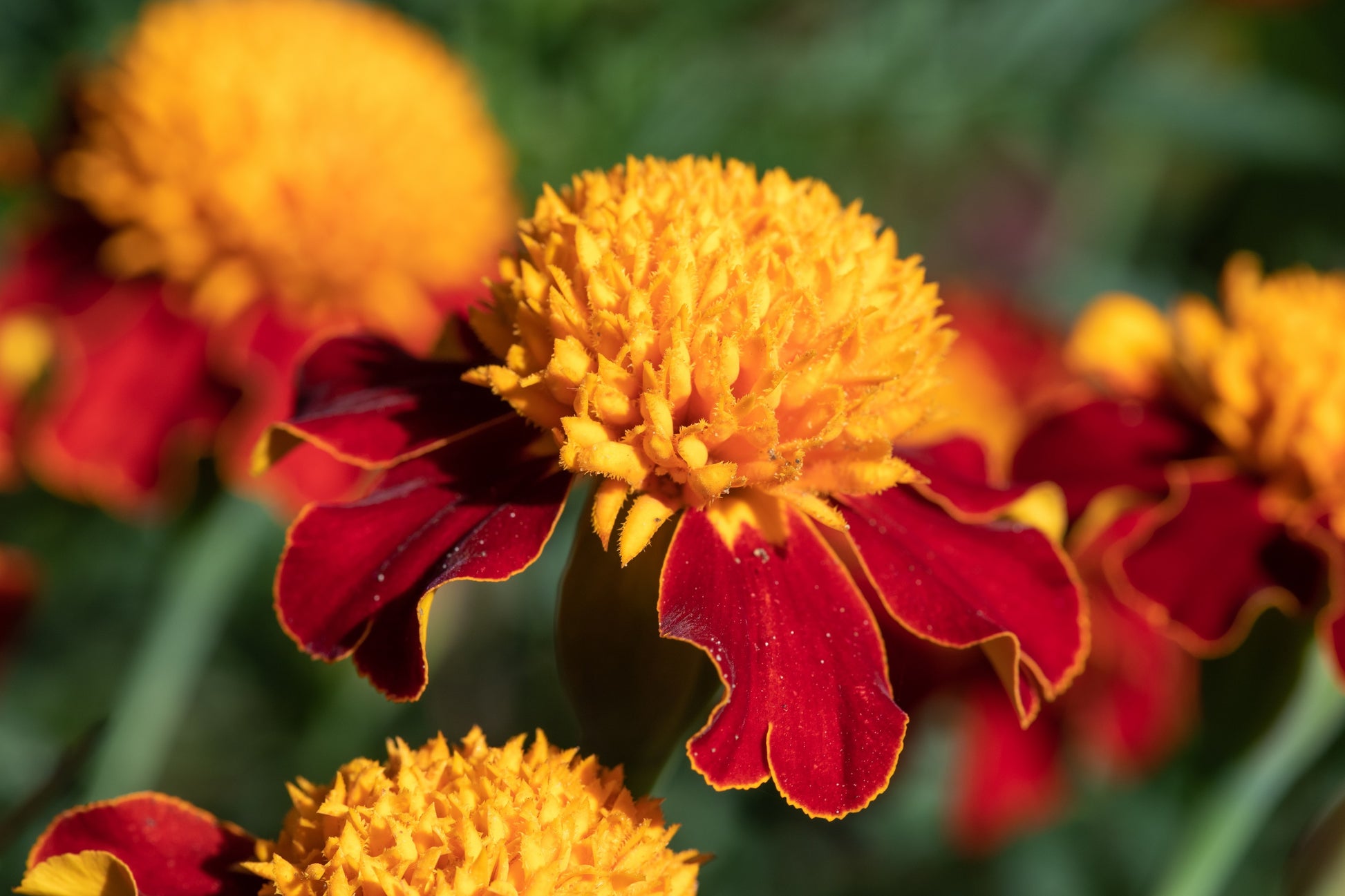 eden brothers french marigold seeds orange flame 250 DWARF DOUBLE MARIGOLD ' Orange Flame ' Tagetes Patula French Red Flower Seeds