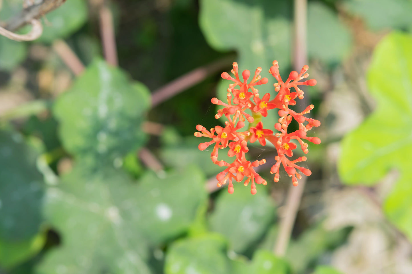 5 PHYSIC NUT Barbados Purging JATROPHA Curcas Shrub Tree Bio-Diesel Seeds