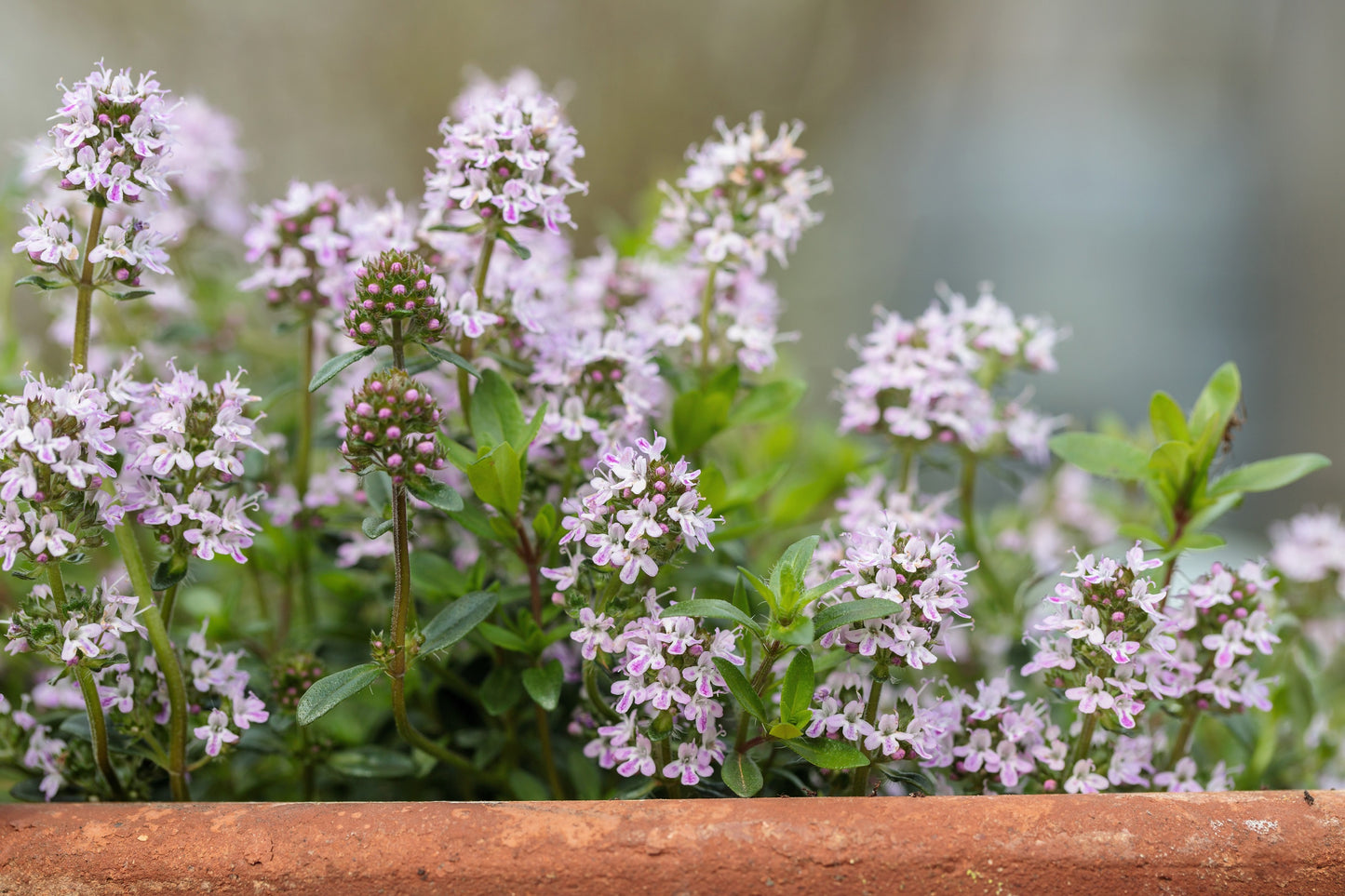 150 Creeping WINTER SAVORY Satureja Montana Herb Pink Flower Seeds