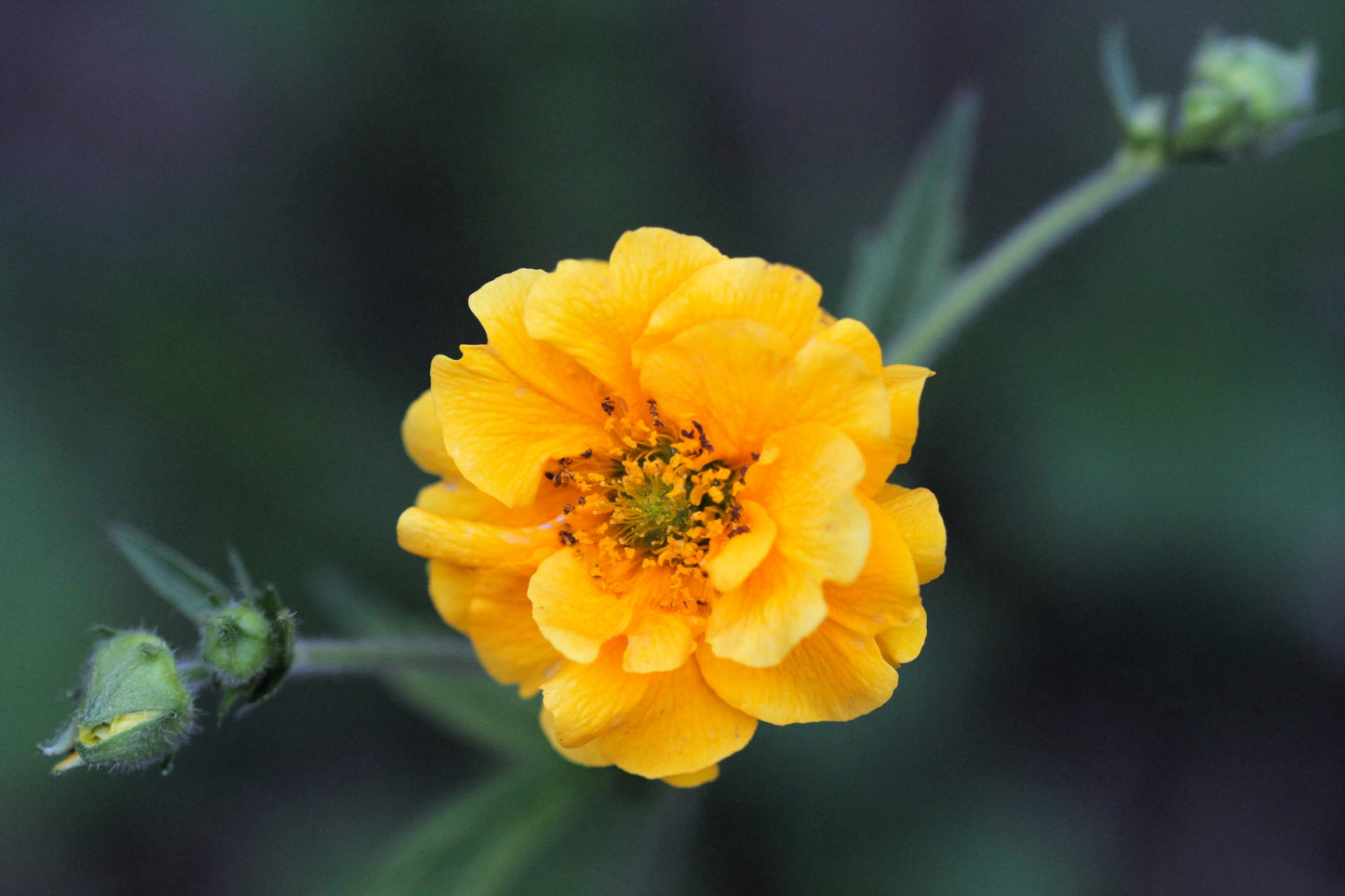 10 Yellow Lady Stratheden GEUM Chiloense Flower Seeds