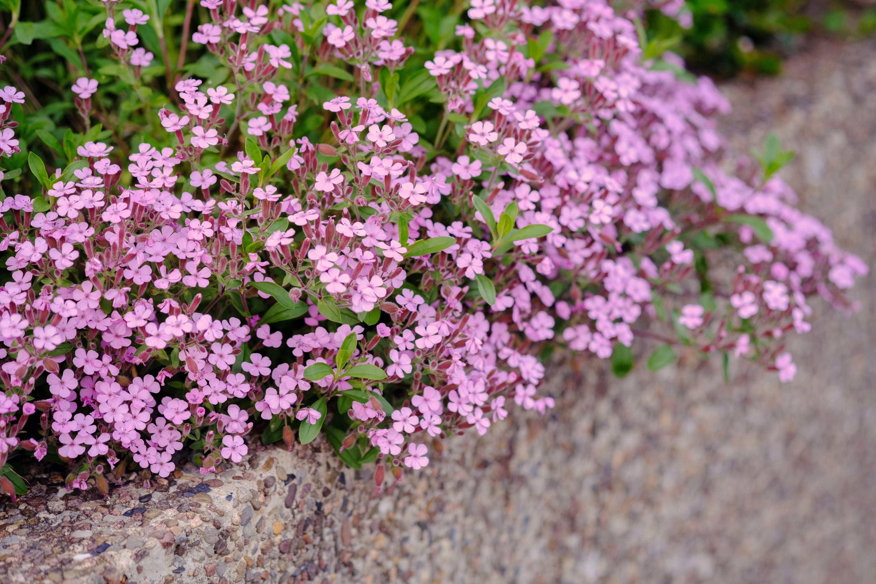 Seedville Rock Soapwort - Thumbnail 2