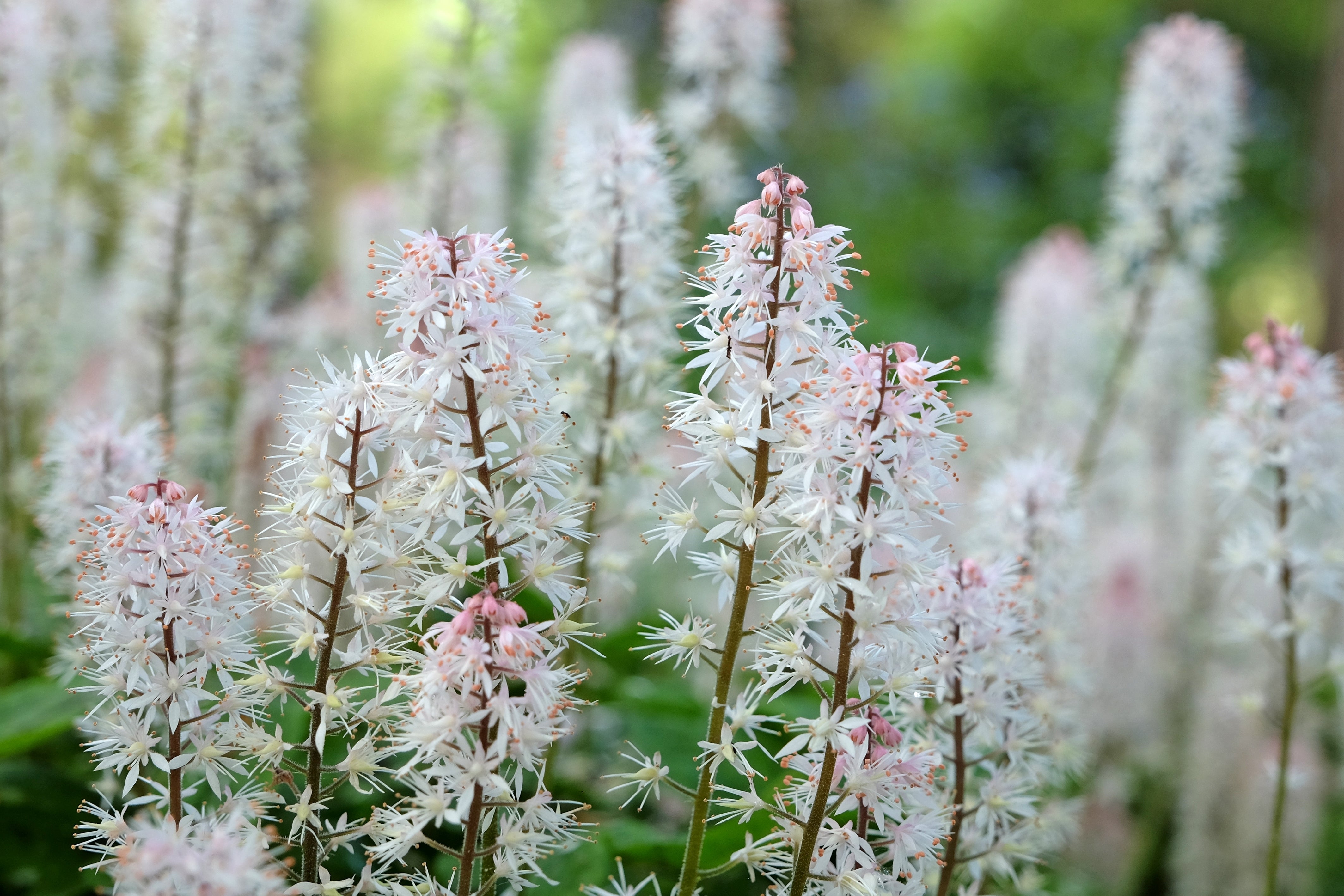 20 SUGAR SCOOP FOAMFLOWER White Tiarella Trifoliata Laceflower