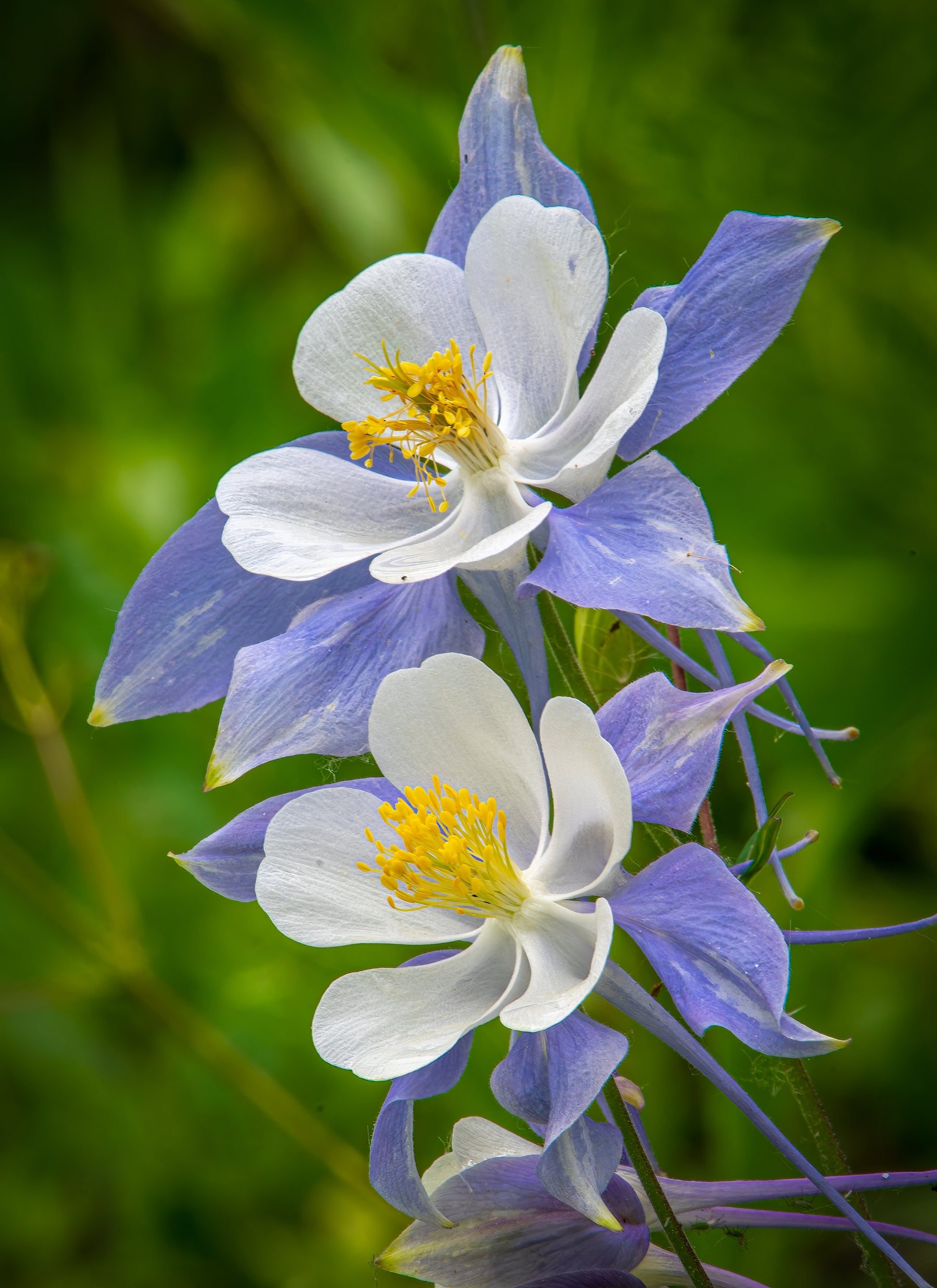 colorado columbine flower seeds 50 MCKANAS GIANT COLUMBINE Mixed Colors Aquilegia Hybrida Flower Seeds