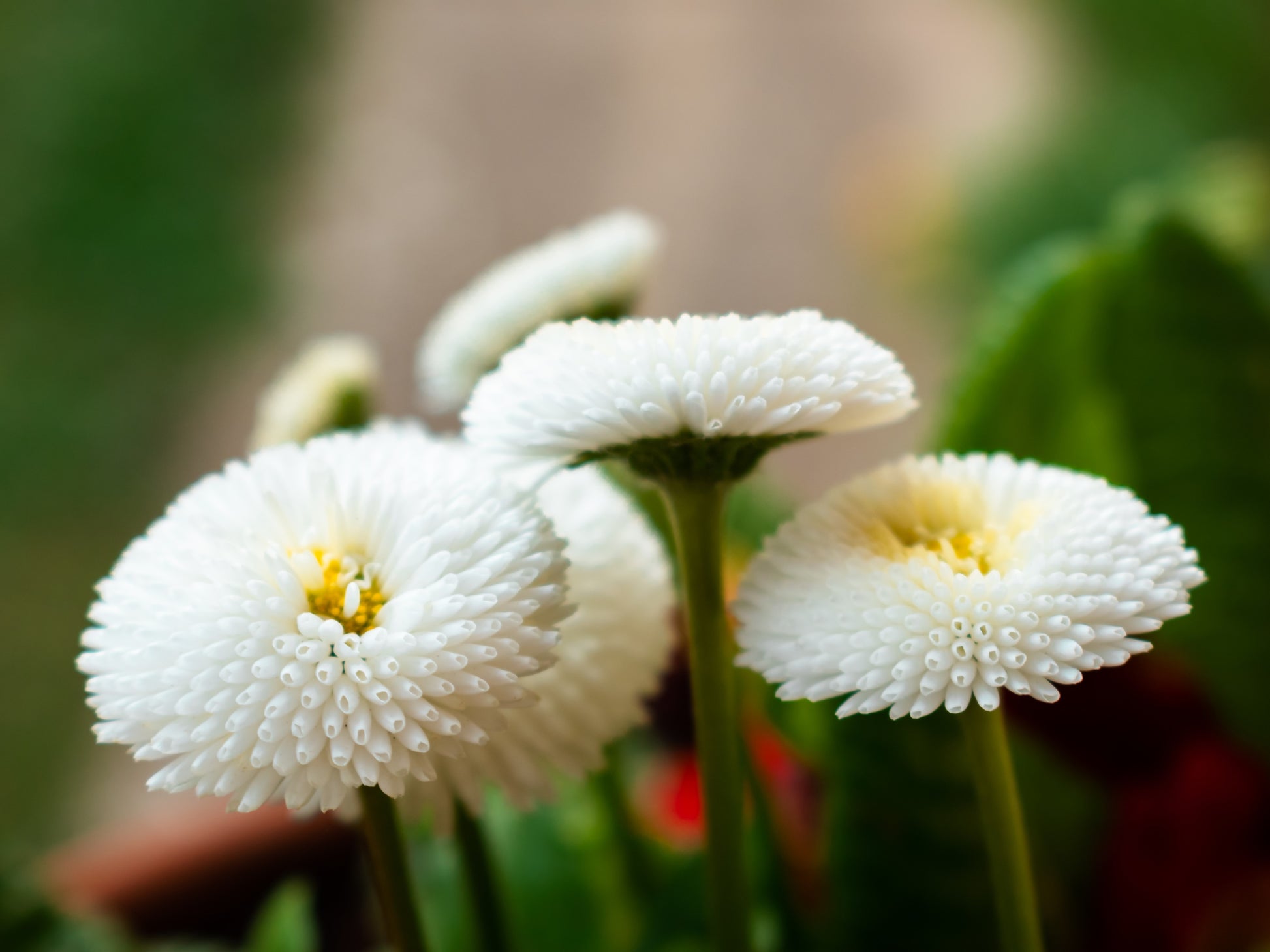 white daisy flower seeds 500 Dwarf WHITE ENGLISH DAISY Bellis Perennis Flower Seeds