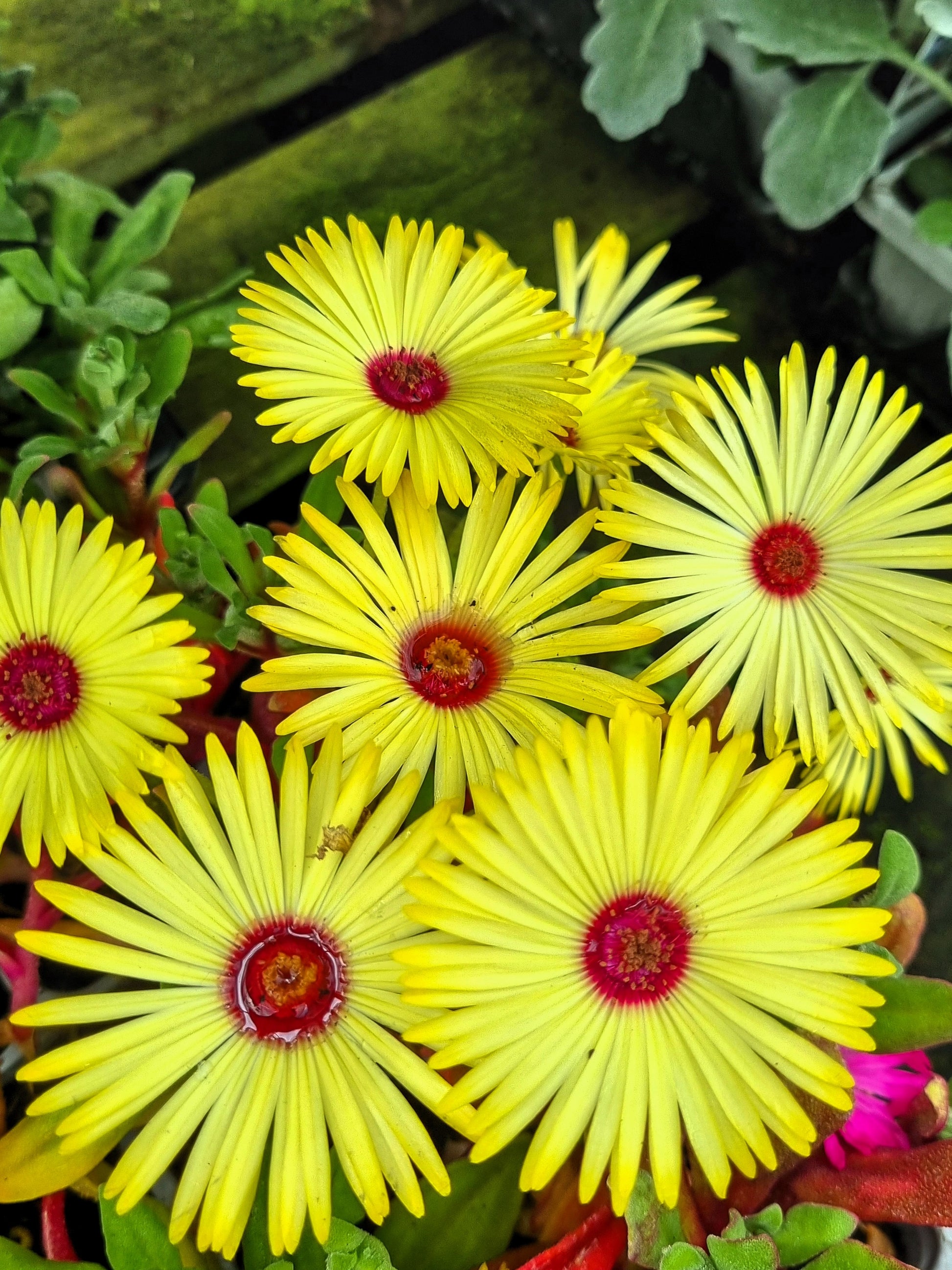succulent daisy 100 Gelato YELLOW ICE PLANT Mesembryanthemum Daisy Livingstone Succulent Flower Seeds