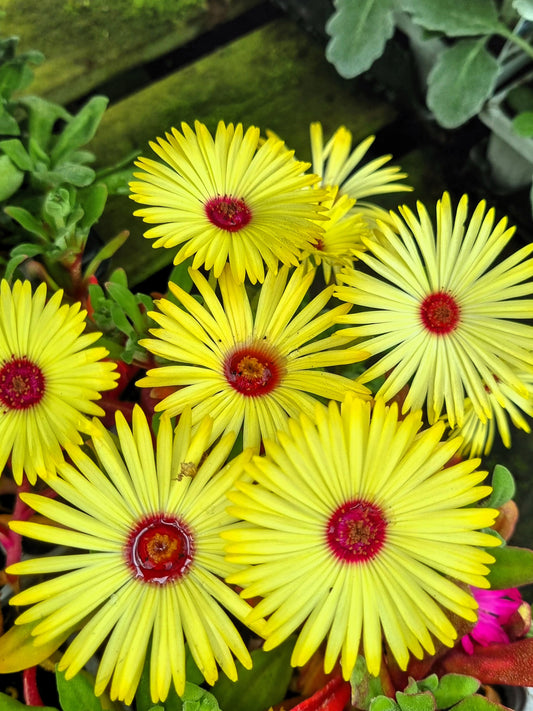 100 Gelato YELLOW ICE PLANT Mesembryanthemum Daisy Livingstone Succulent Flower Seeds