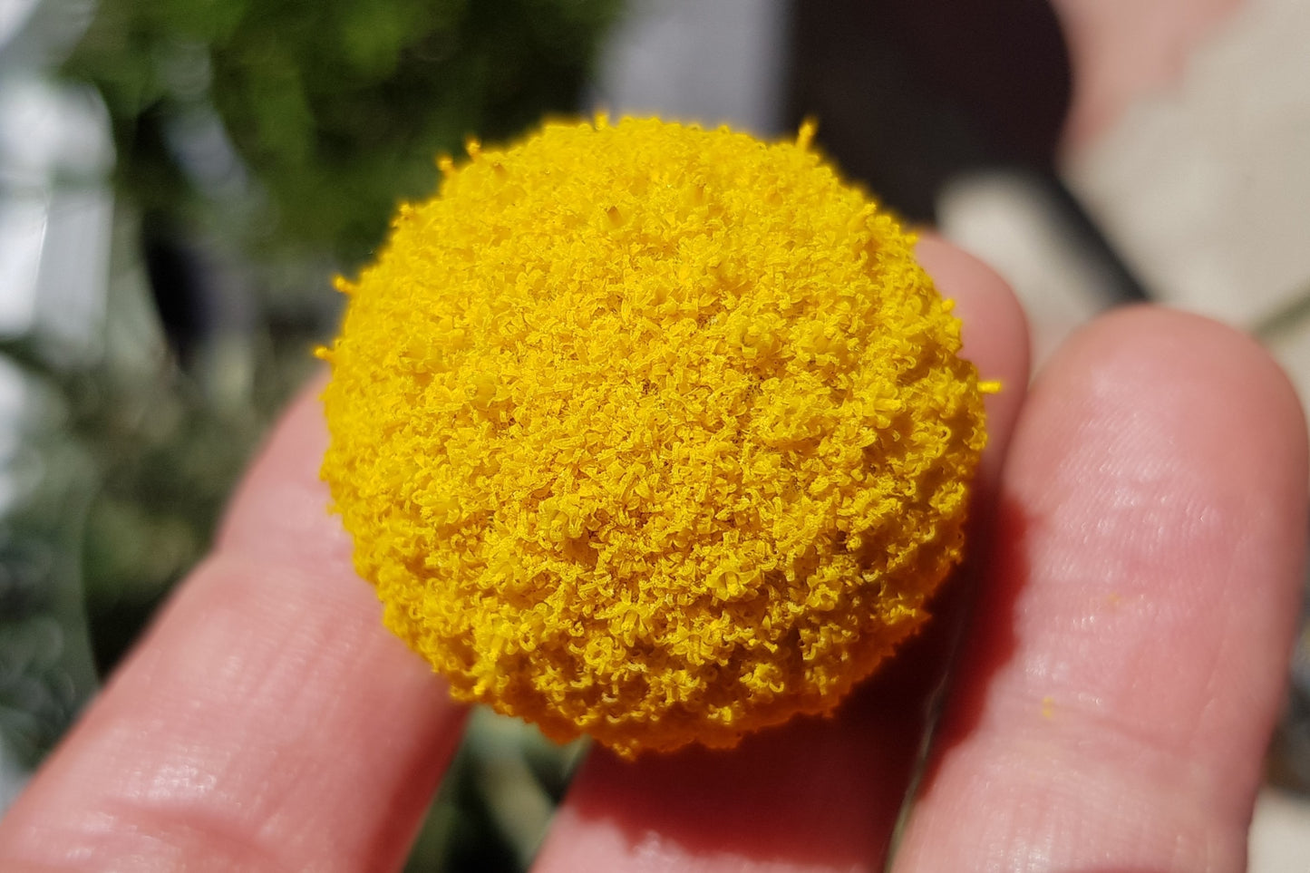 20 Yellow BILLY BUTTONS / WOLLYHEADS Craspedia Globosa Flower Seeds