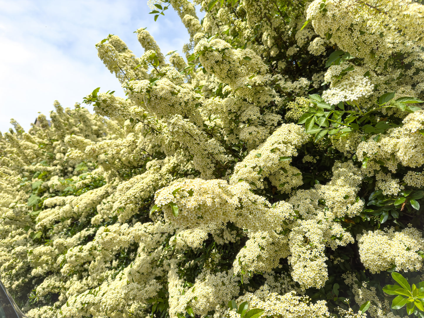 25 SCARLET FIRETHORN Pyracantha Coccinea Bush Shrub Flower Seeds