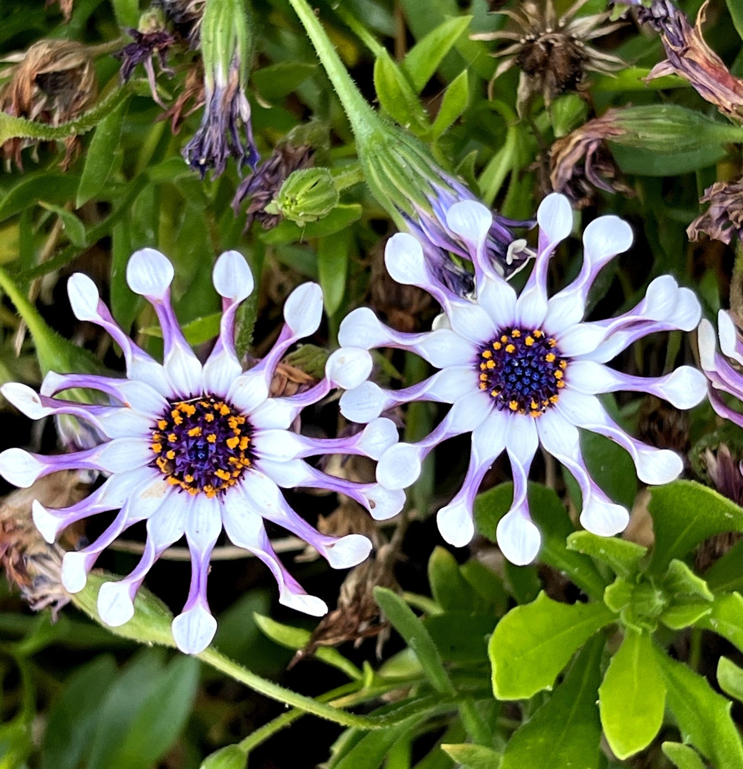 spider daisy plant 5 WHIRLIGIG OSTEOSPERMUM Fruticosum Pinwheel African Cape Daisy Flower – Seedville USA