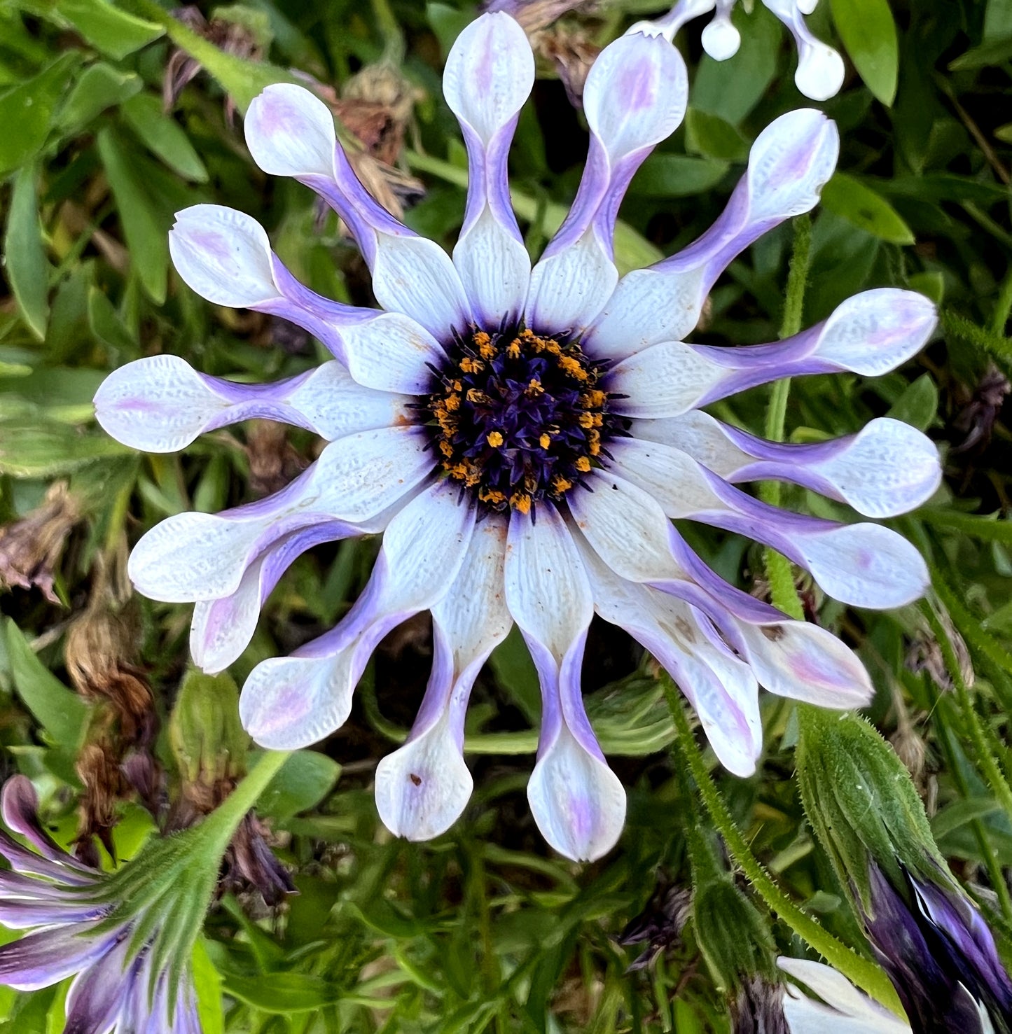 pinwheel flower seeds 5 WHIRLIGIG OSTEOSPERMUM Fruticosum Pinwheel African Cape Daisy Flower Seeds