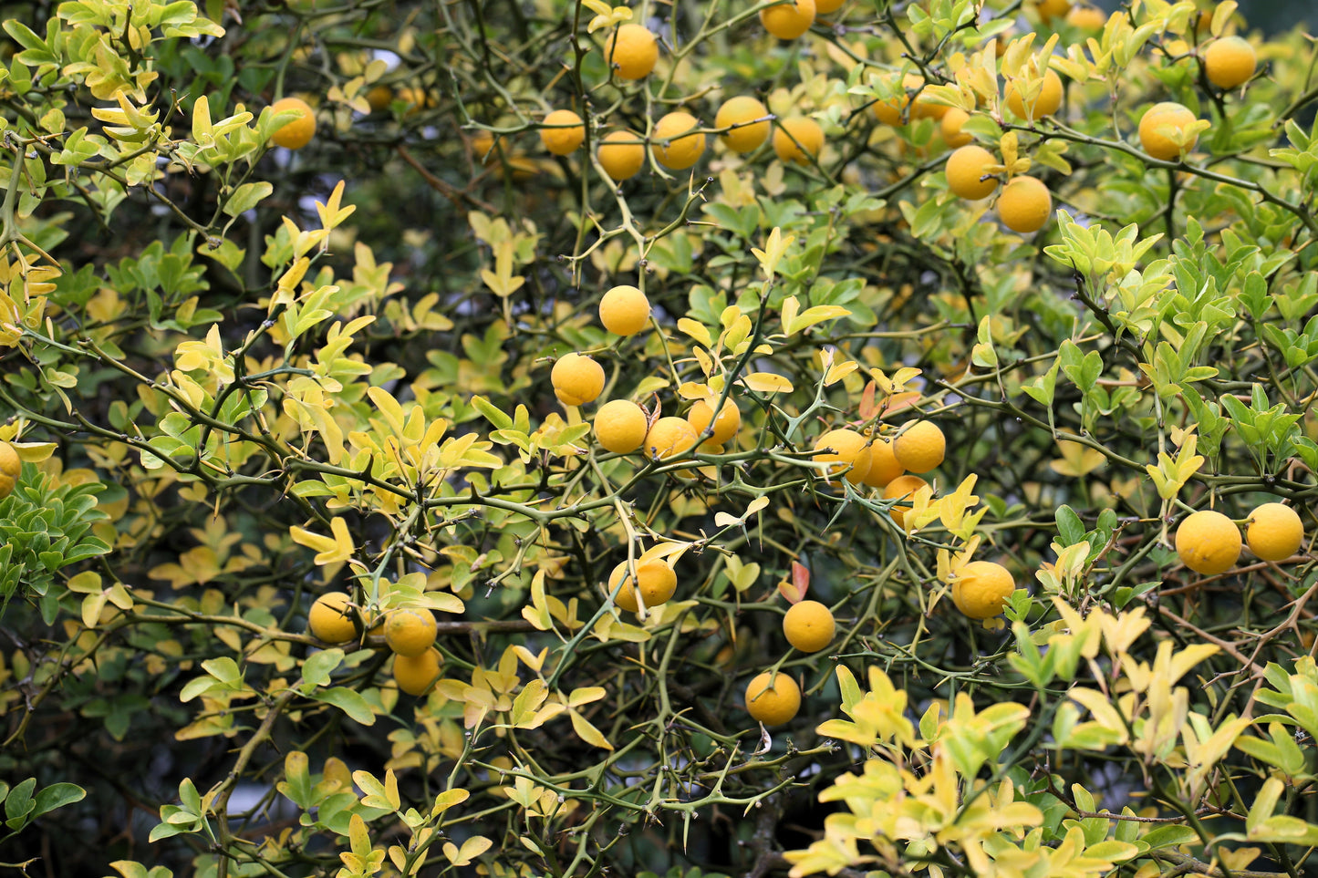 5 HARDY ORANGE TREE Trifoliate Citrus Trifoliata Poncirus Fruit White Flower Seeds