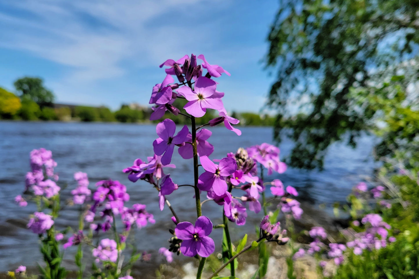 1500 DAMES ROCKET (Danask Violet) Hesperis Matronalis Dame's Purple Flower Seeds