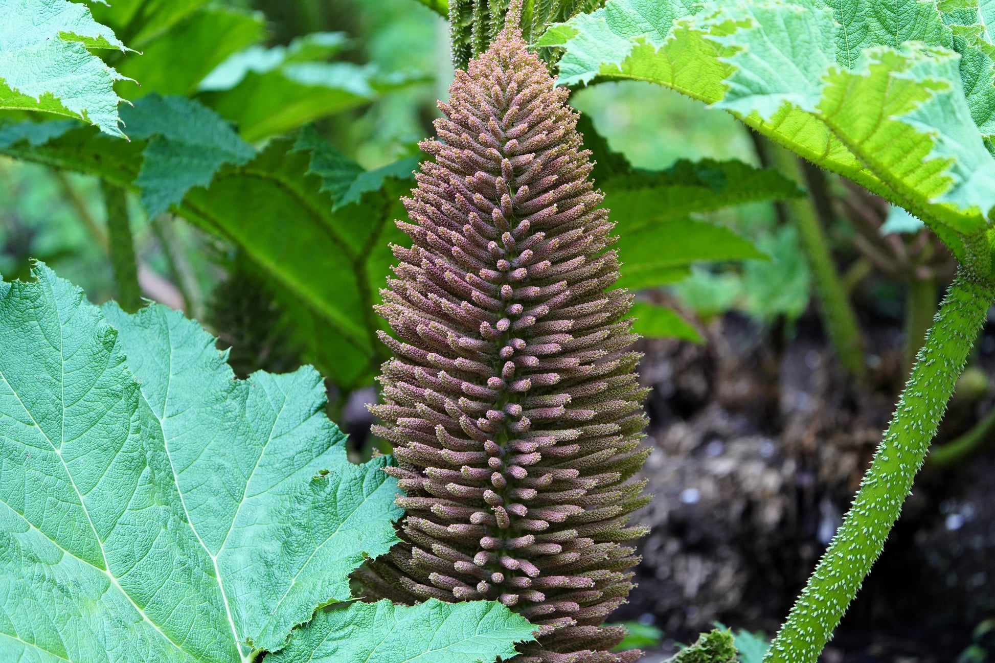gunnera plant seeds 10 GUNNERA MANICATA 6' Leaves! Giant Rhubarb Dinosaur Plant Moist Shade Red Flower Seeds