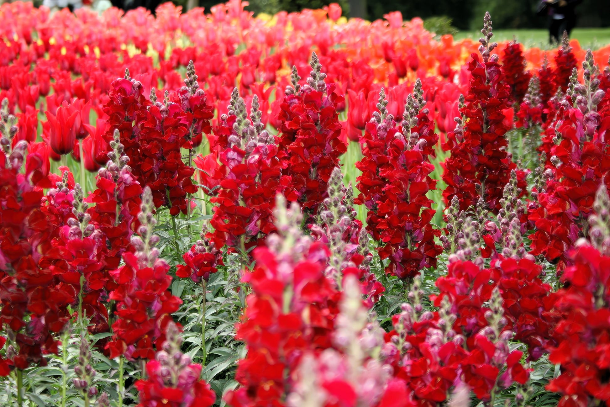 anthurium snapdragon 250 RUBY RED SNAPDRAGON Antirrhinum Majus Flower Seeds – Seedville USA