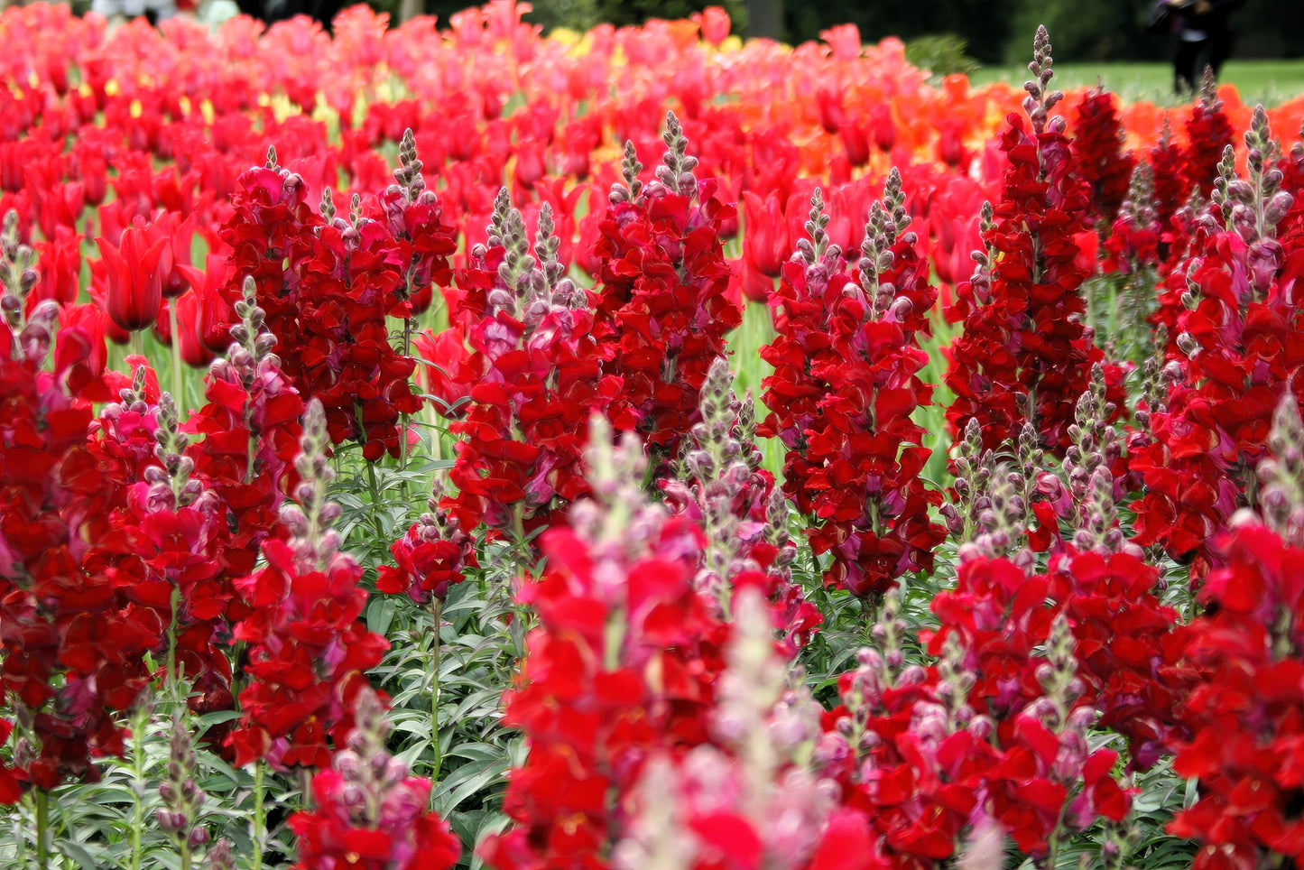 250 RUBY RED SNAPDRAGON Antirrhinum Majus Flower Seeds